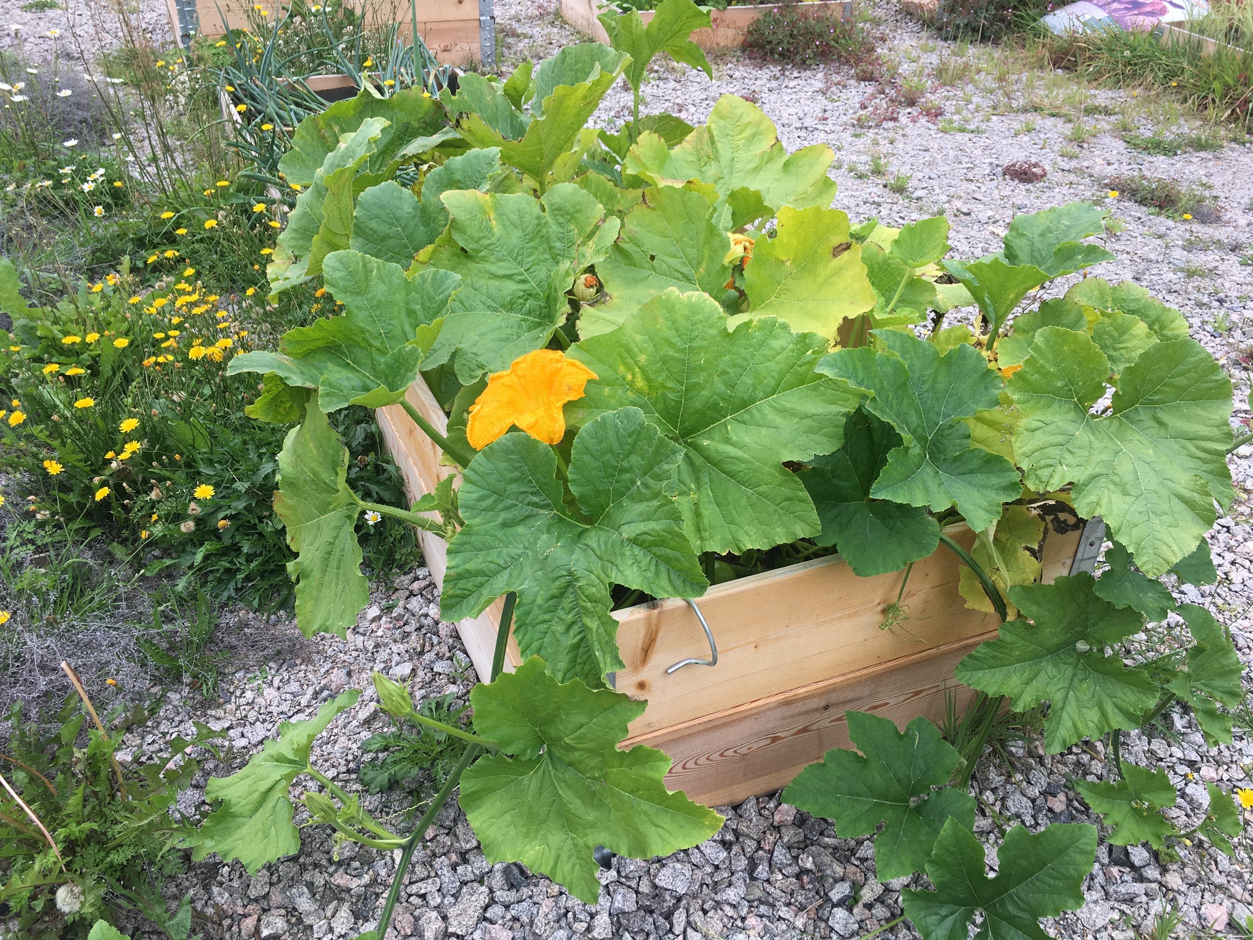 A wooden planter box with green leafy squash plants, some with yellow flowers, growing in a garden with gravel ground.