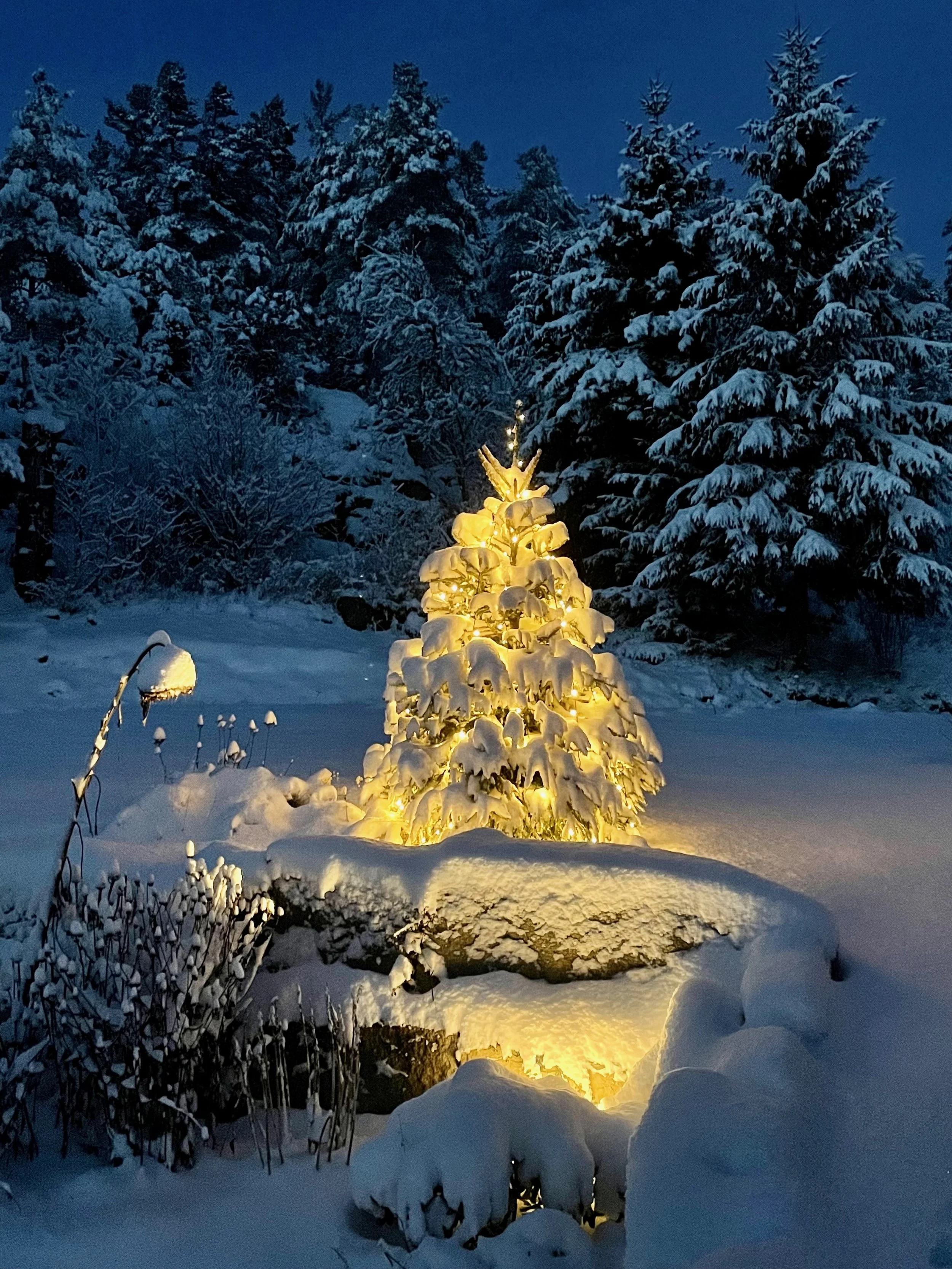 Snow-covered Christmas tree illuminated by warm yellow lights in a snowy yard at night, with snow-laden trees in the background.