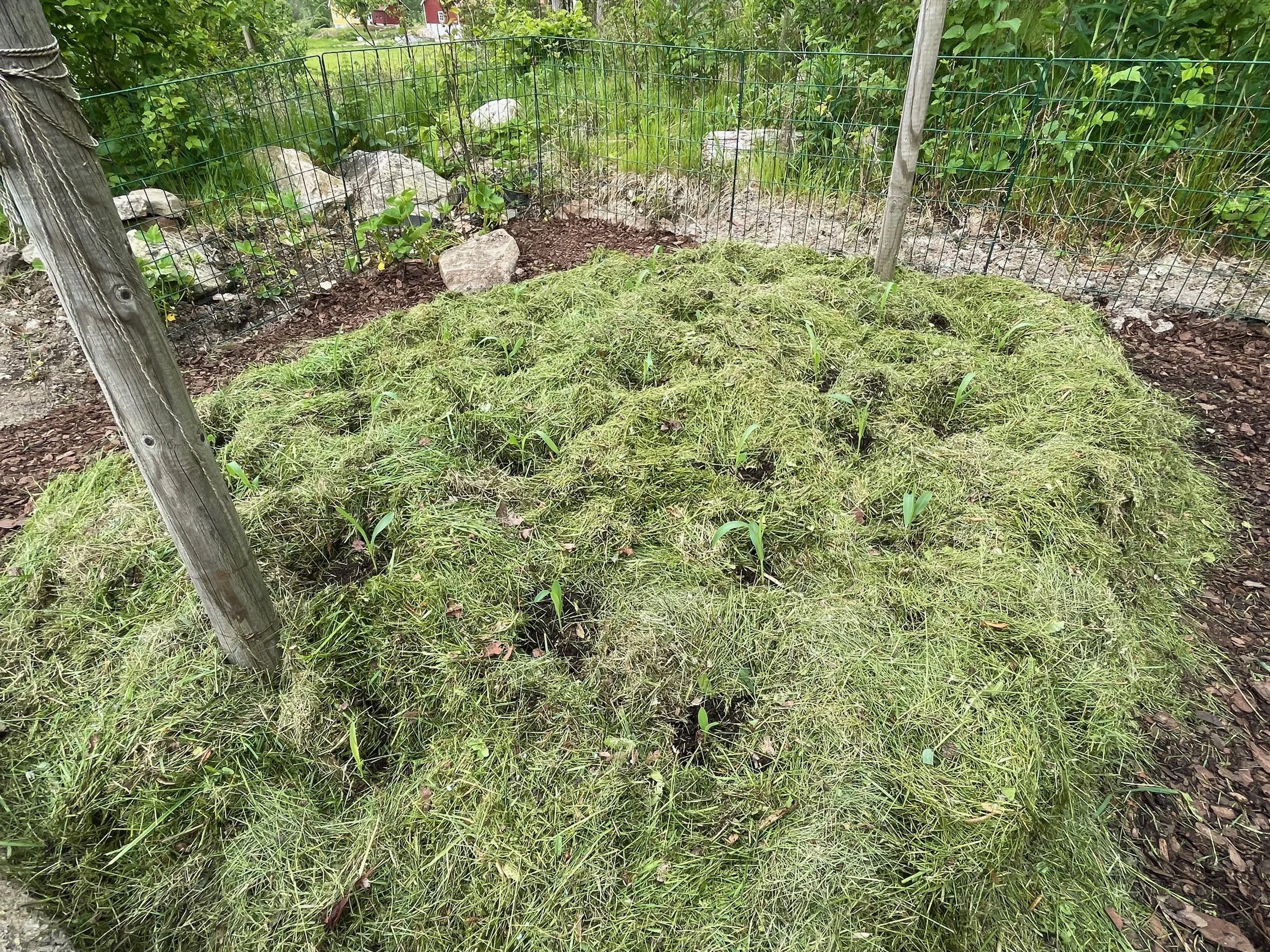 A small enclosed garden with wire fencing, green corn plants, rocks, and some grass and weeds.