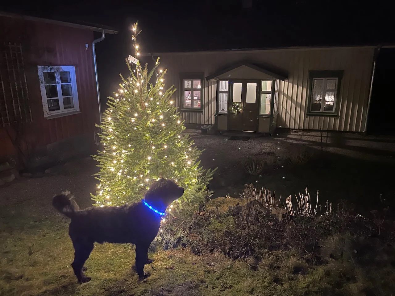 Dog and tree lit in the yard of an old house