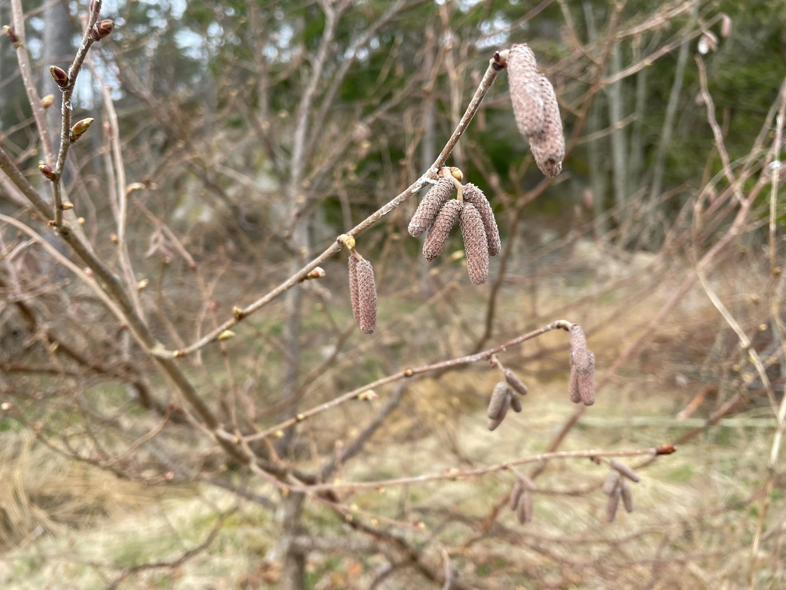 Close-up of catkins hanging from branch of a hazelnut tree, with blurred branches and background.