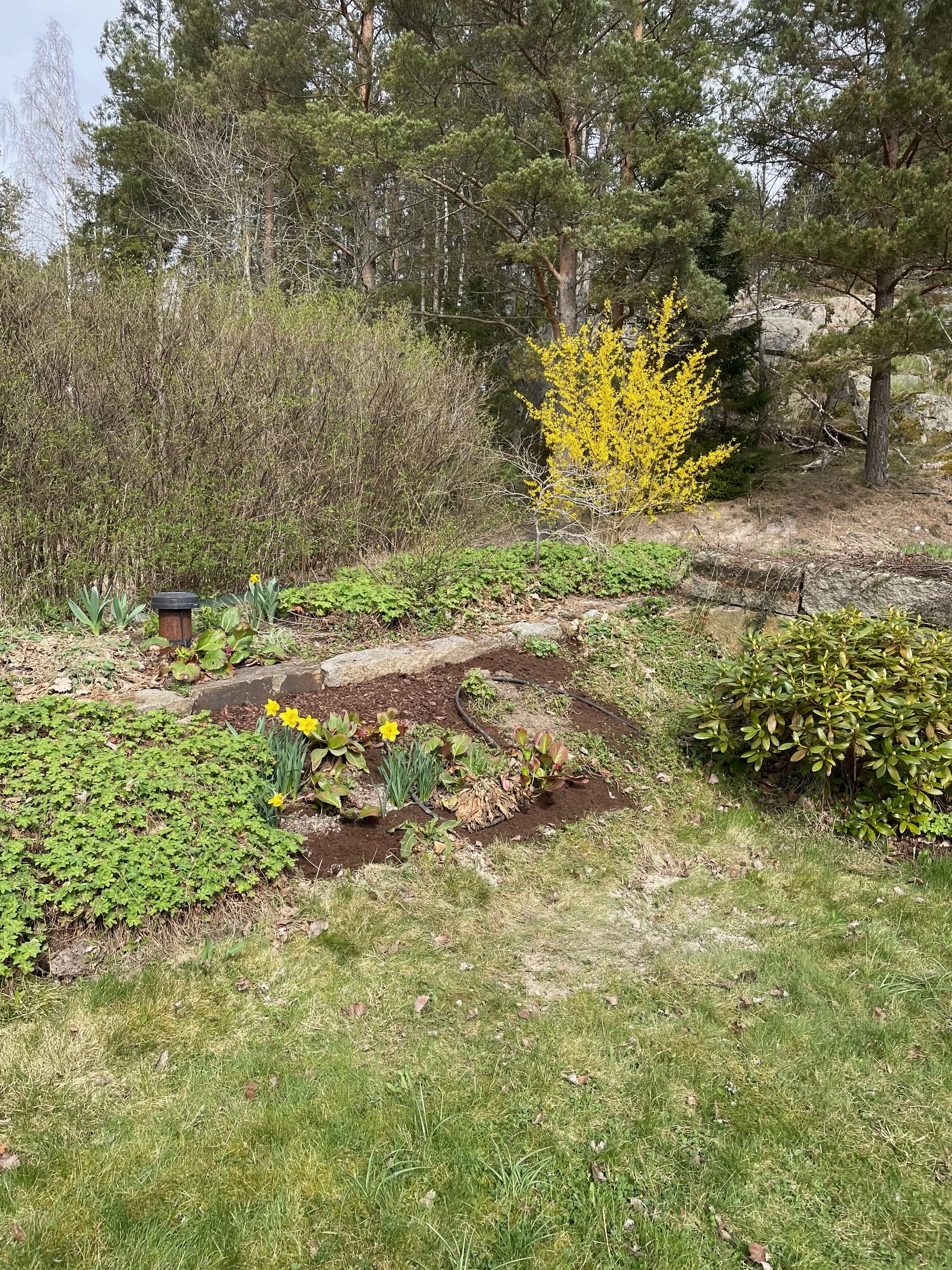 A garden with green grass, a variety of plants, small yellow flowers, a small tree with yellow blossoms, and taller trees in the background, with a stone border and an outdoor light fixture.