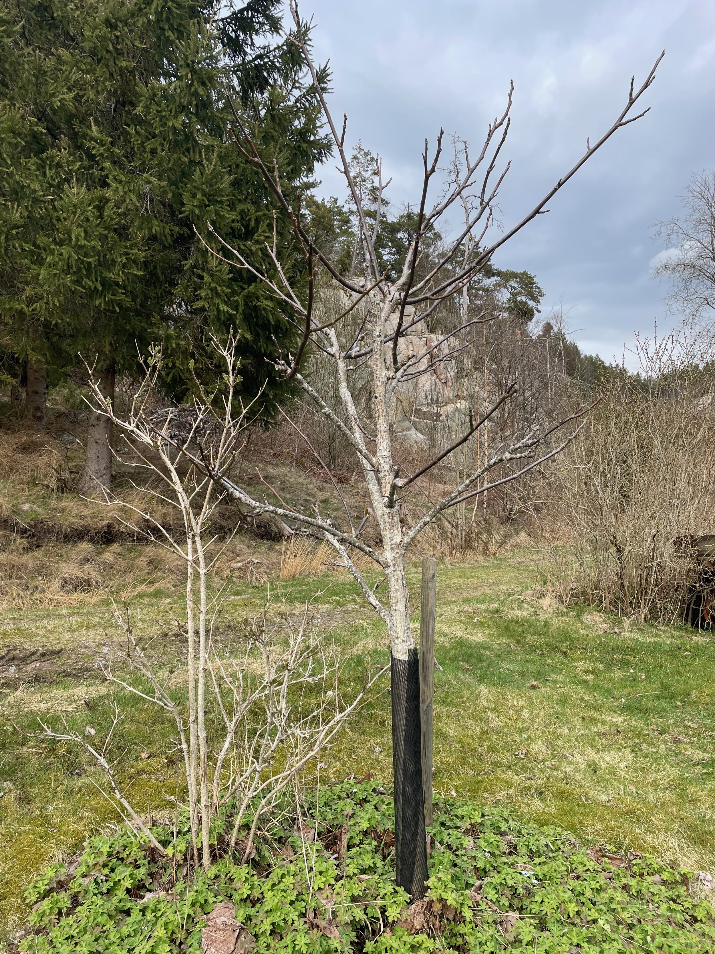 A young leafless tree with a black protective tree trunk guard, standing in a grassy area with other trees and bushes in the background, under a cloudy sky.