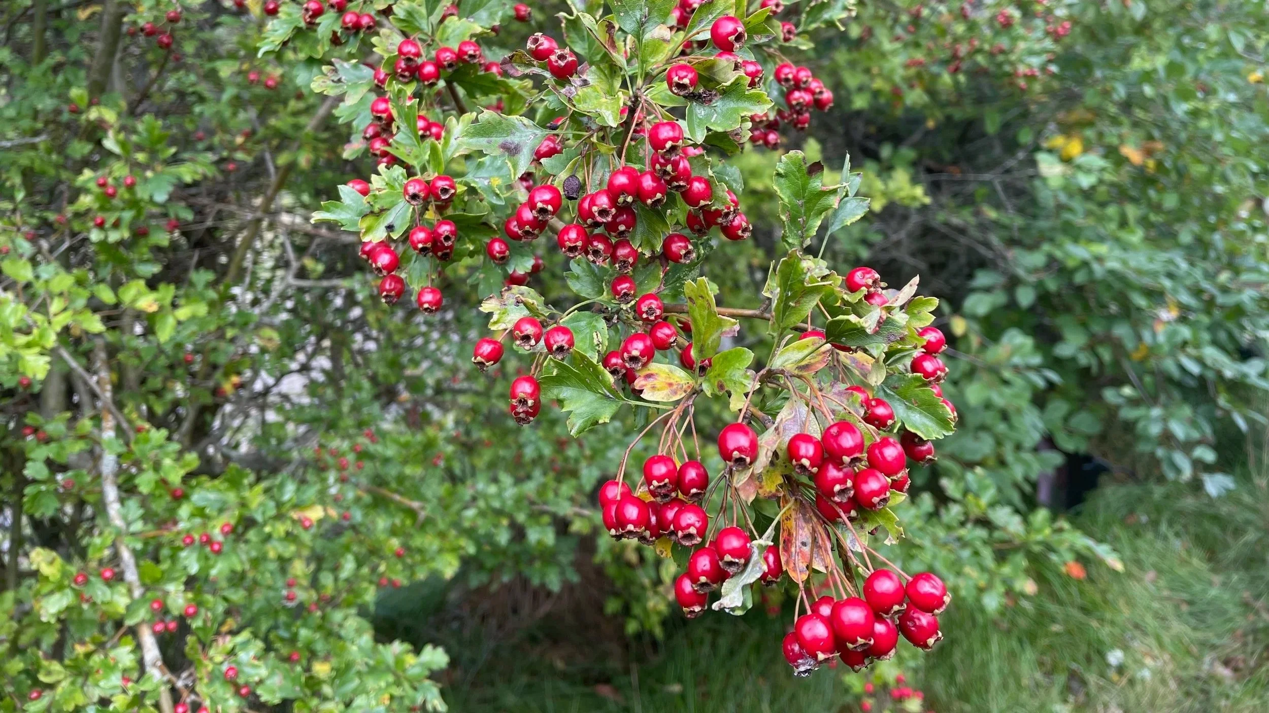 Red berries growing on bush with green leaves and blurred greenery in background.