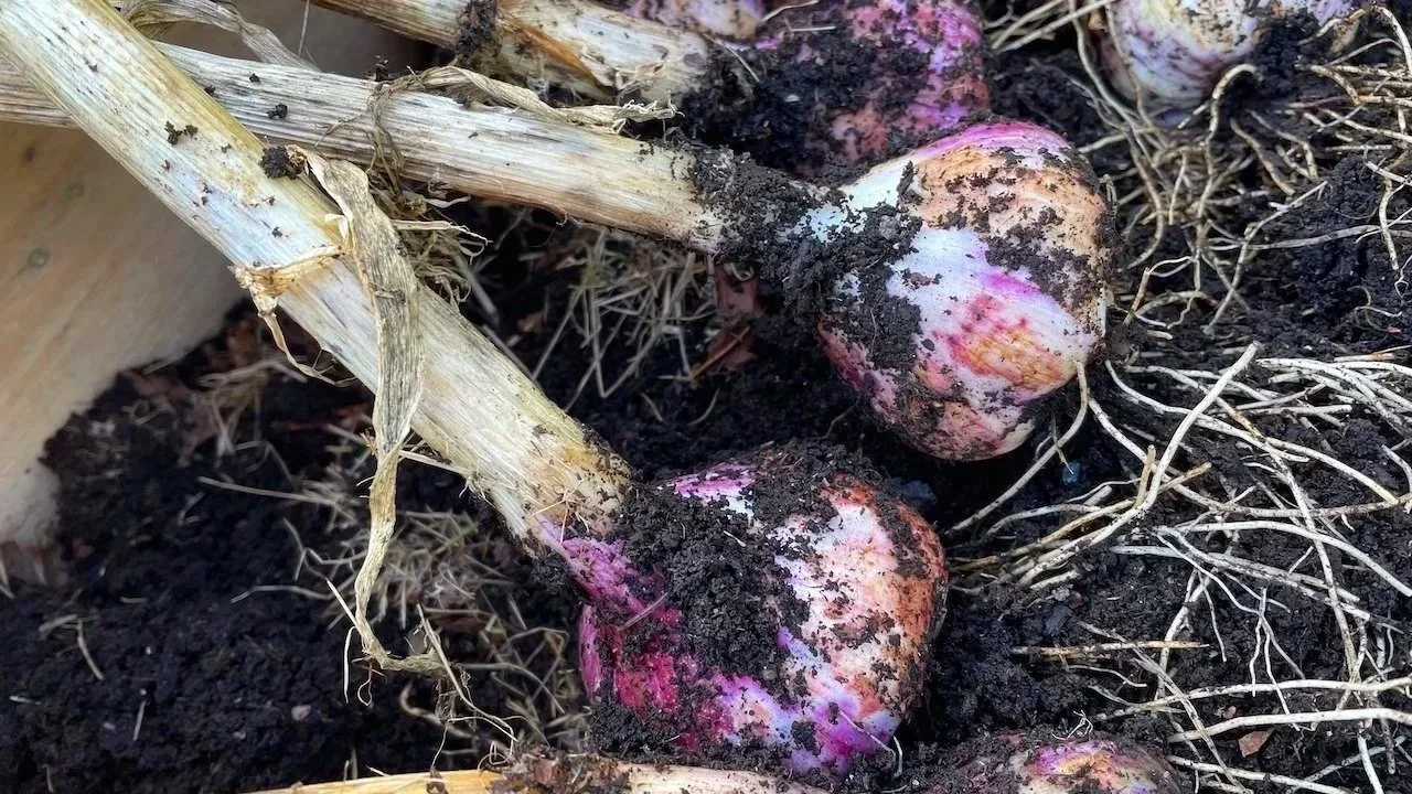 Three potatoes covered in soil and dirt, partially exposed in dark soil with dried plant remnants nearby.