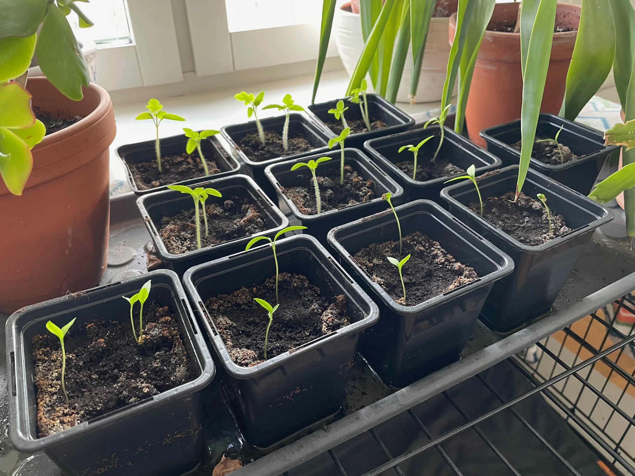 Multiple small seedling plants growing in black plastic pots filled with soil on a metal shelf near a window, with larger potted plants nearby.