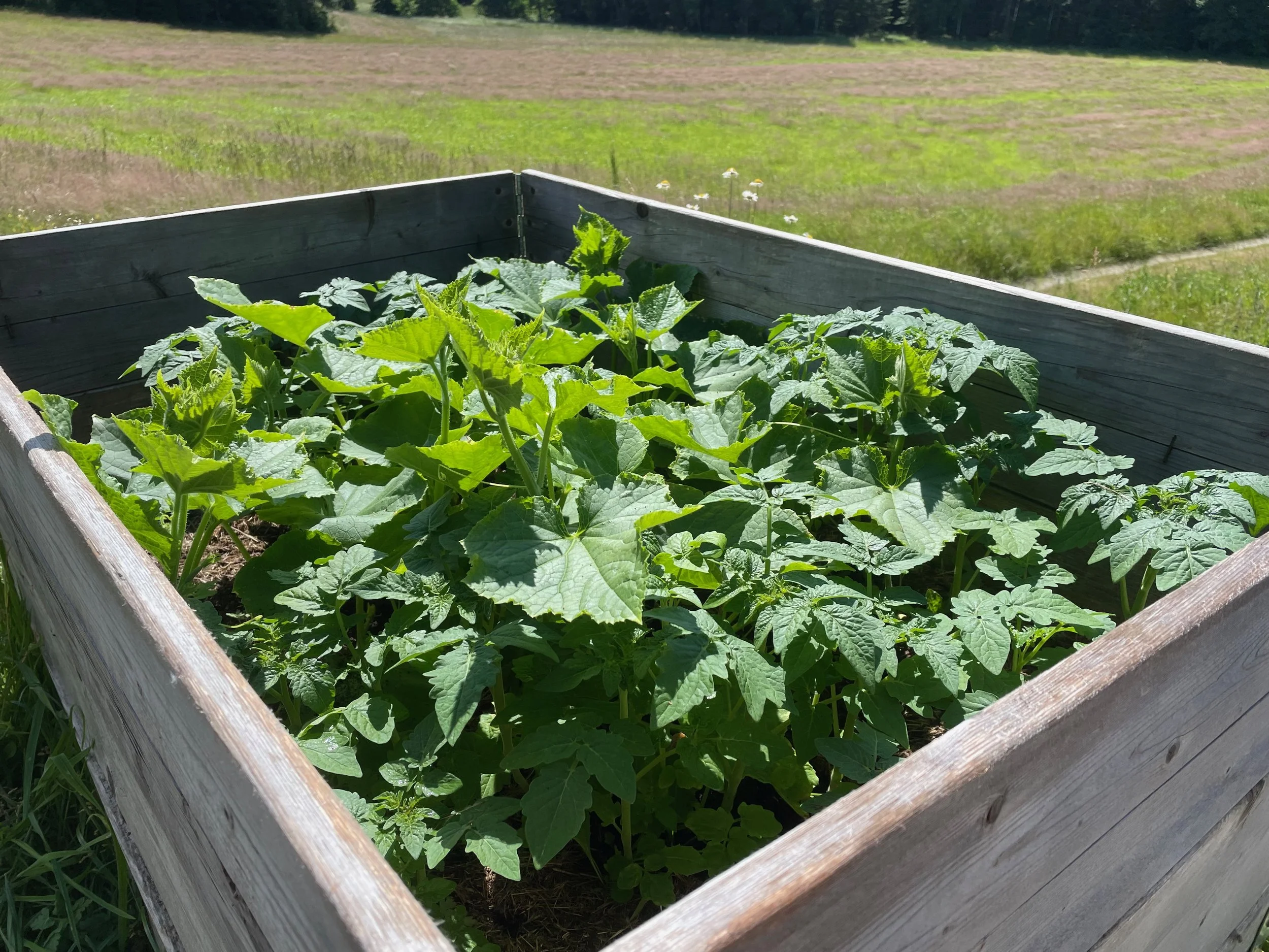 Cucumber and tomato plants.jpeg