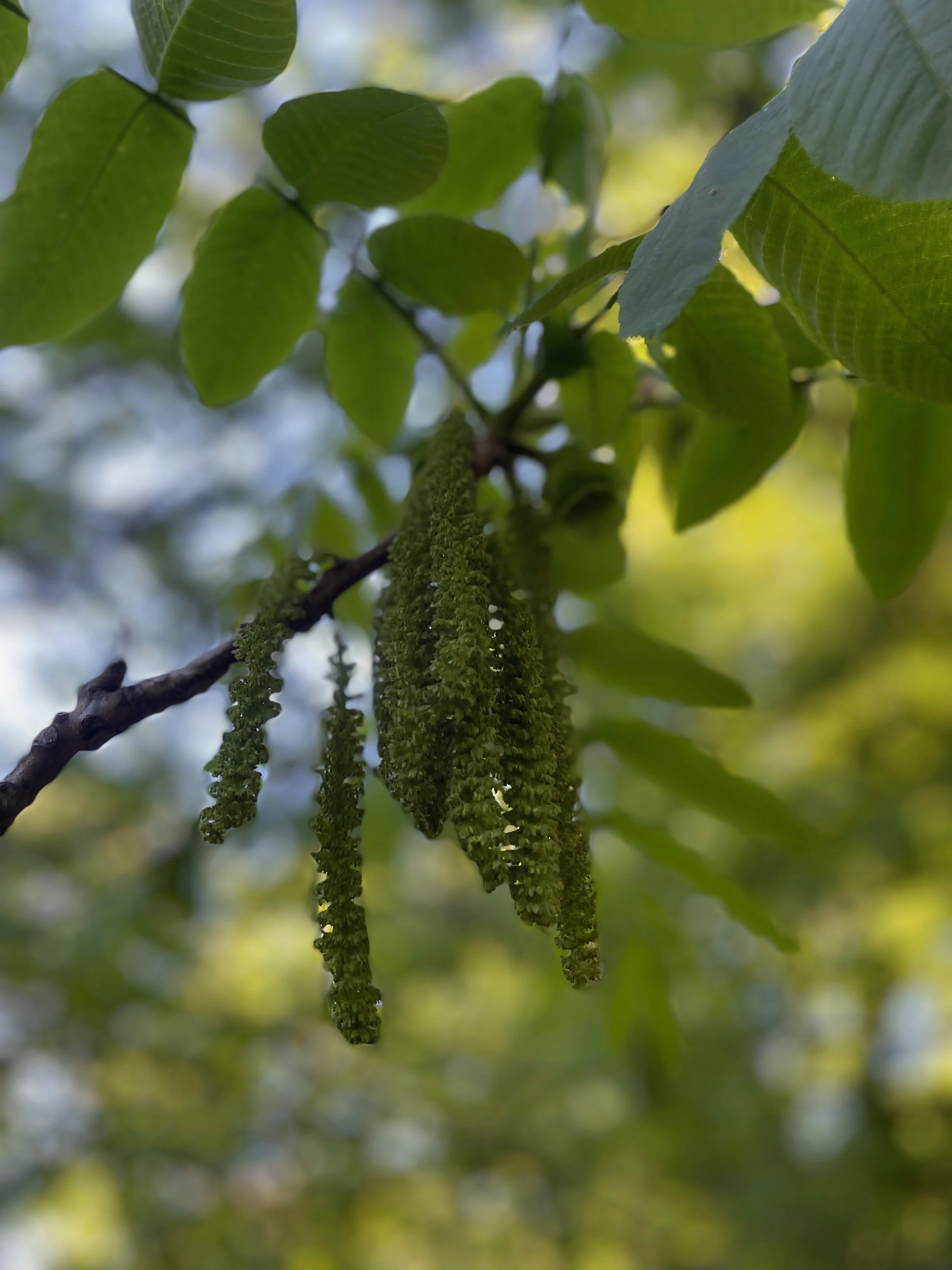 Close-up view of green catkins hanging from a tree walnut tree branch, surrounded by green leaves, with a blurred background of light and shadow.