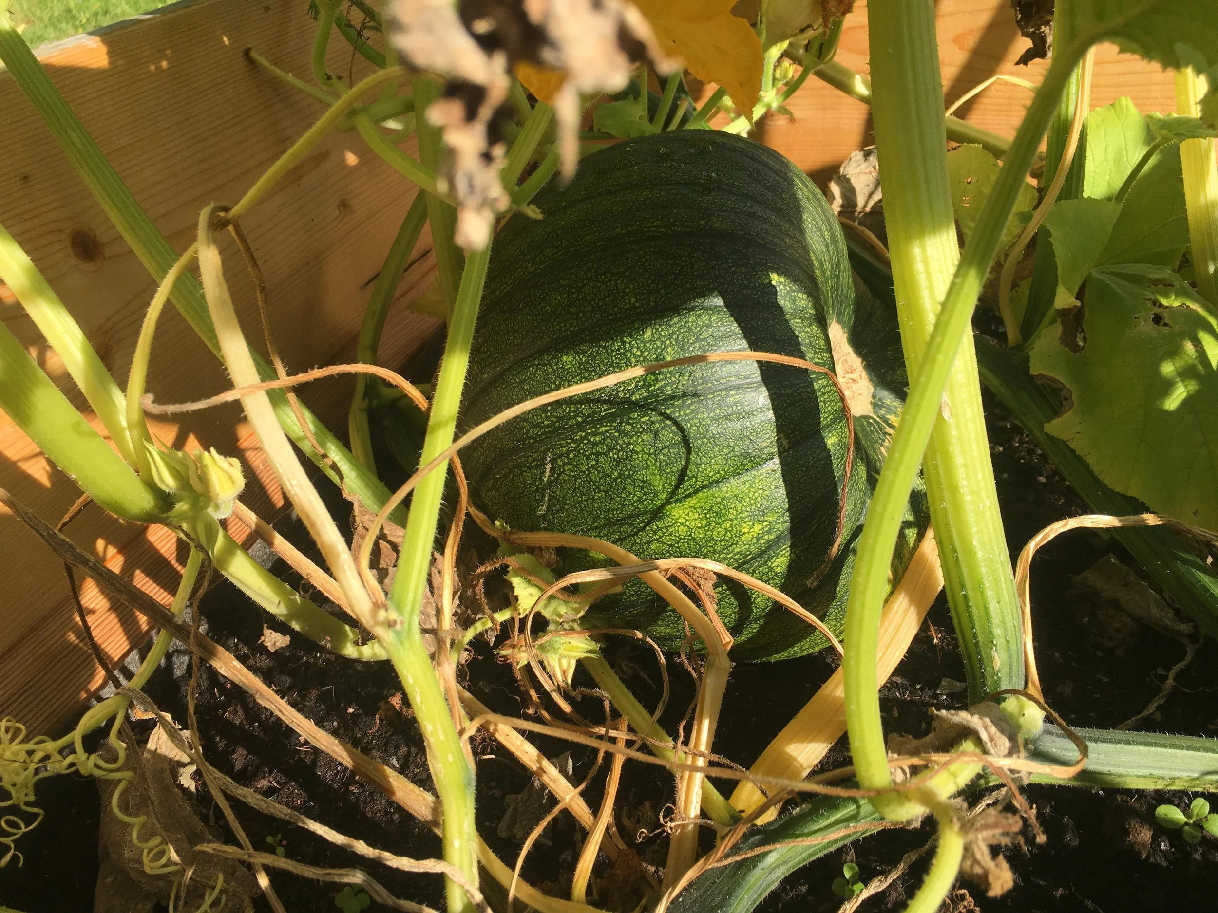 A small watermelon growing among green vines and leaves in a garden bed.