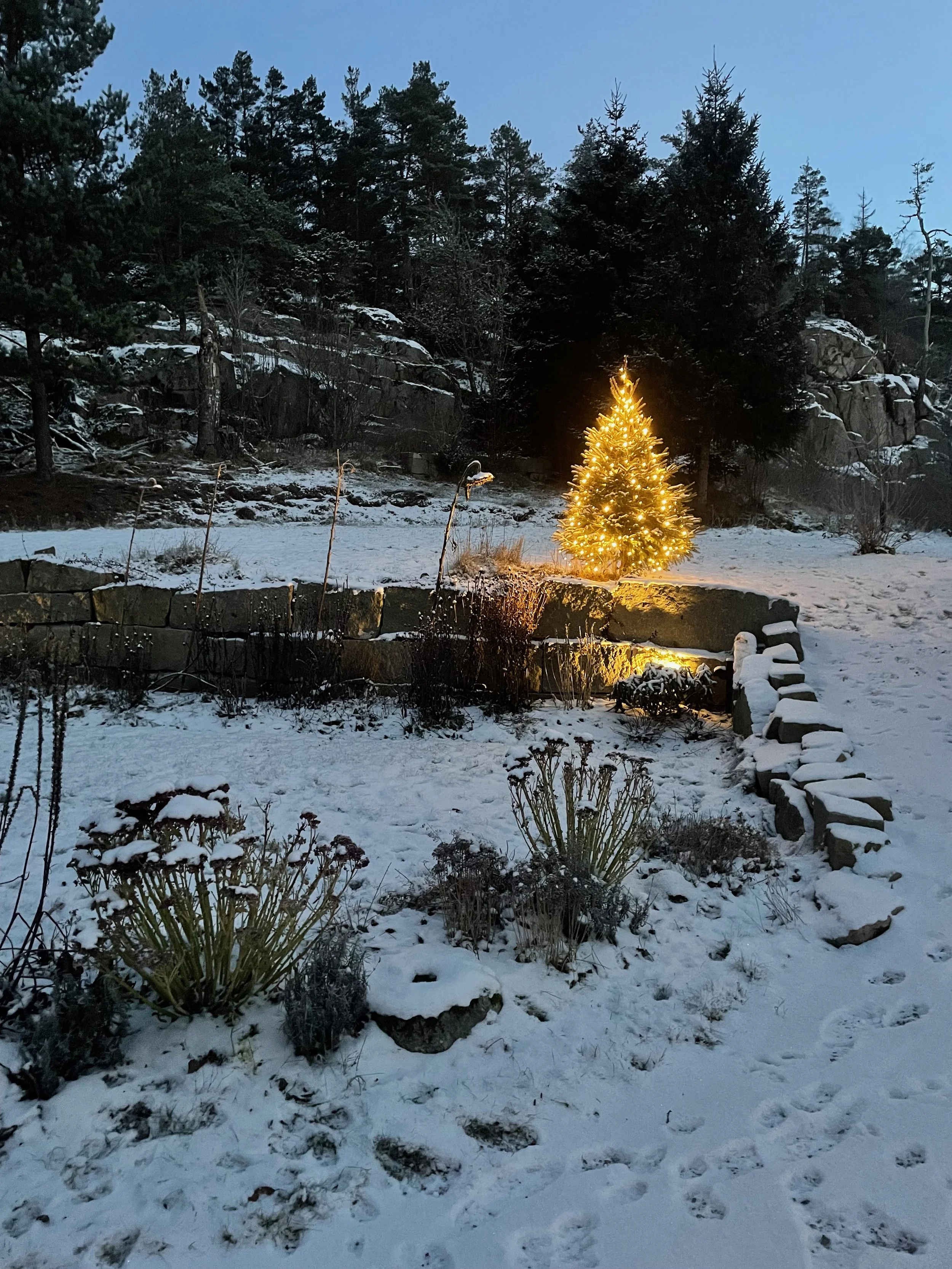 A backyard scene in winter with snow covering the ground and bushes. A lit Christmas tree stands near the center, illuminating the surroundings. Tall trees and rocky slopes are visible in the background under a dusky sky.