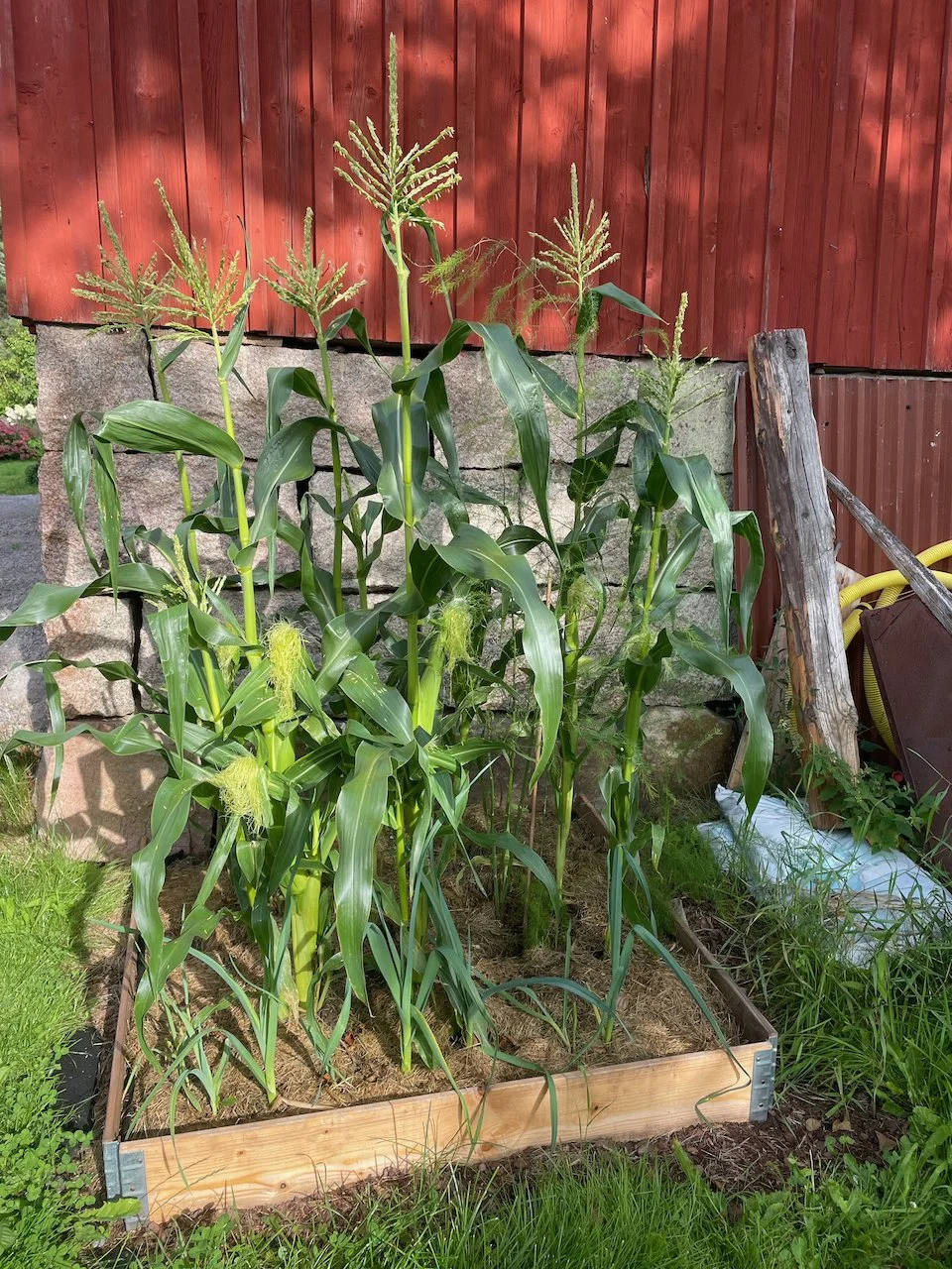 Corn plants growing in a wooden garden bed against a red wooden fence on a sunny day.