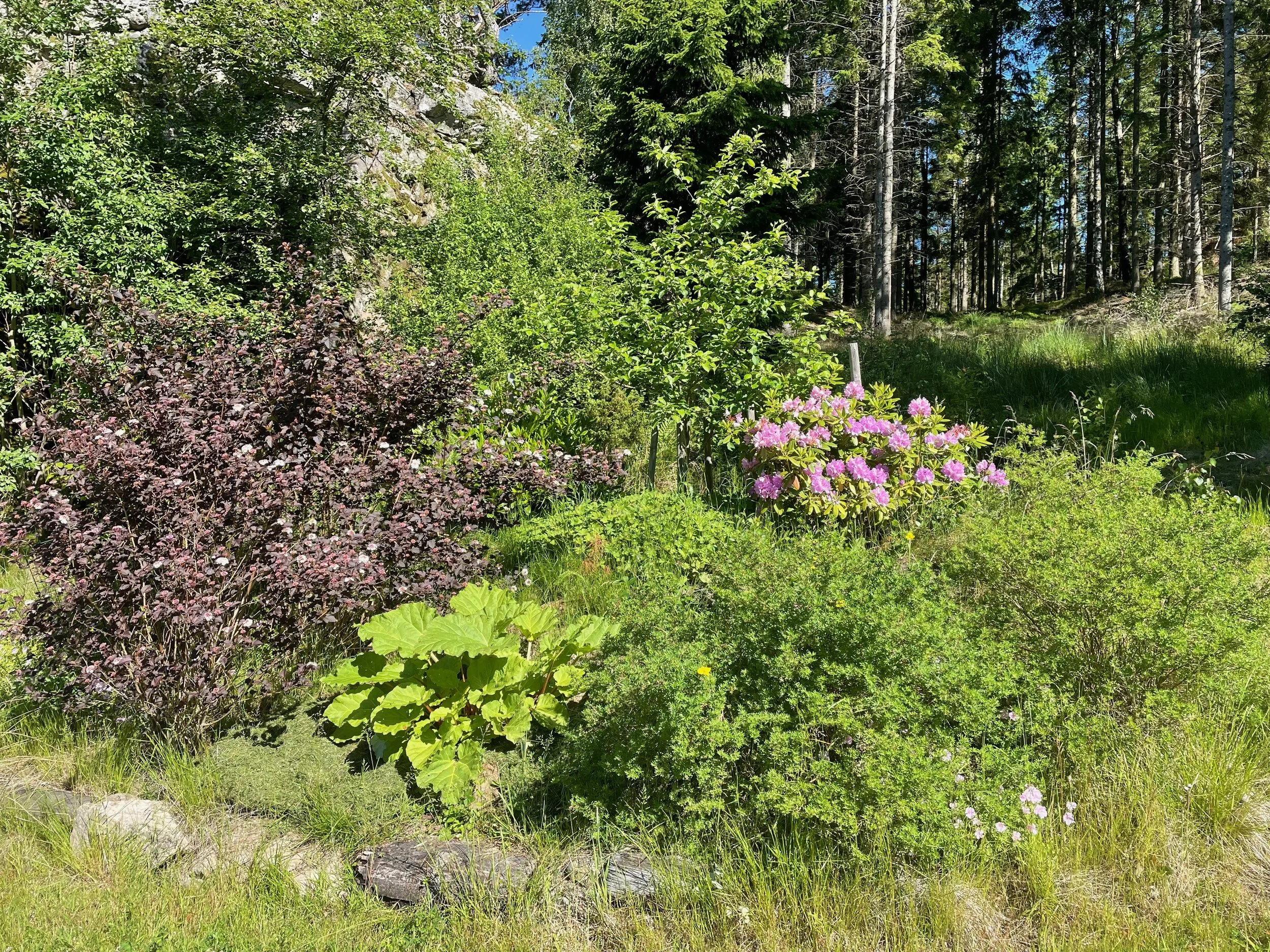 Lush green forest with pink flowers in the foreground and tall trees in the background.