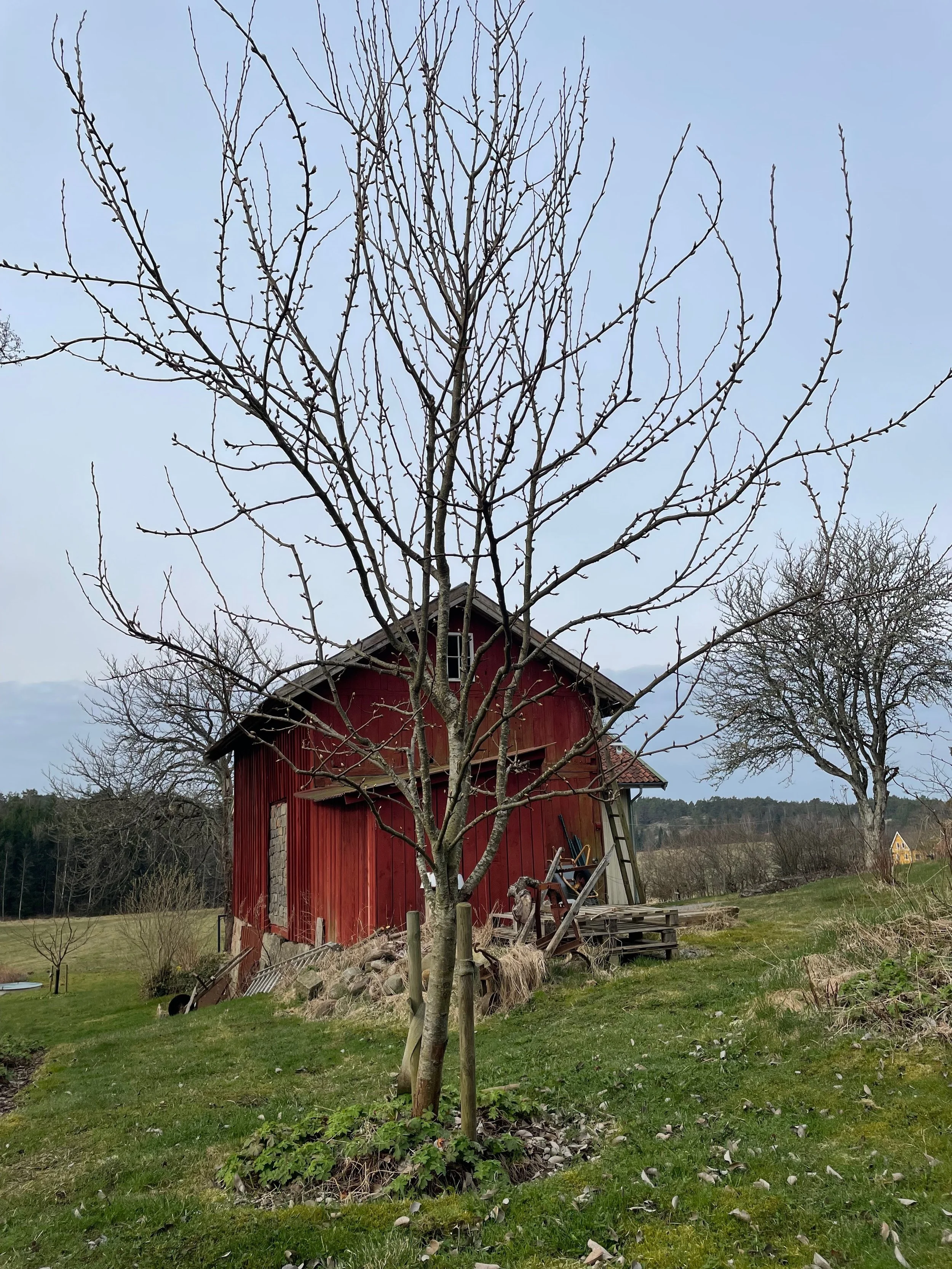 A leafless tree in front of a red barn with a sloped roof, set in a green field with scattered rocks and some garden tools leaning against the barn. There are additional leafless trees and a house visible in the distance under a cloudy sky.