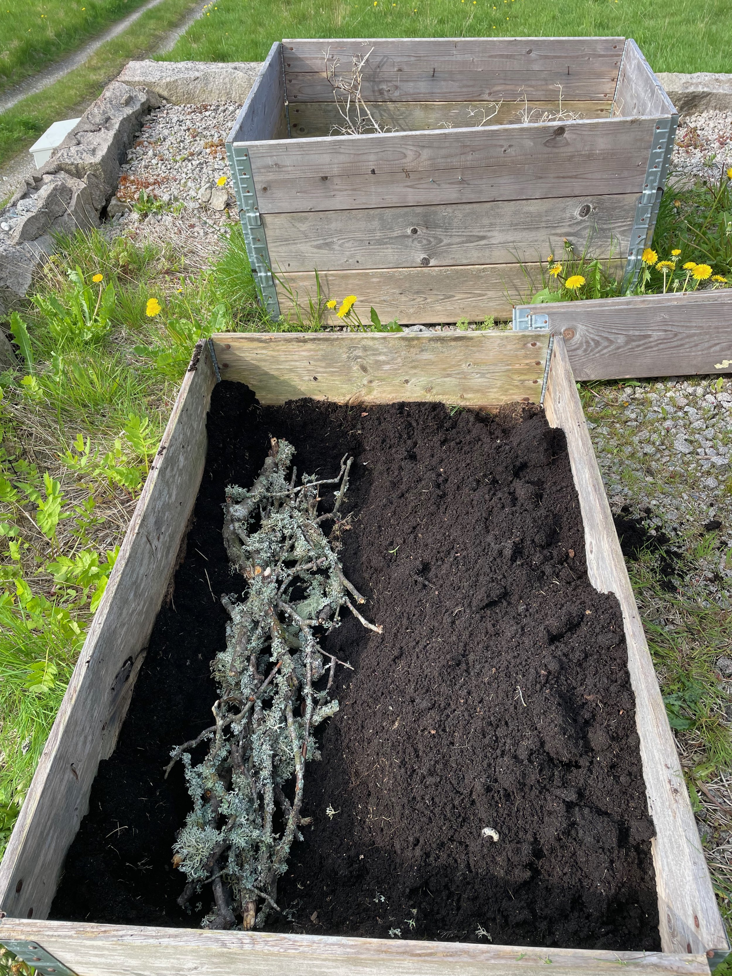 A wooden garden bed with soil and dead plant remains inside, located outdoors with grass and yellow flowers around it.