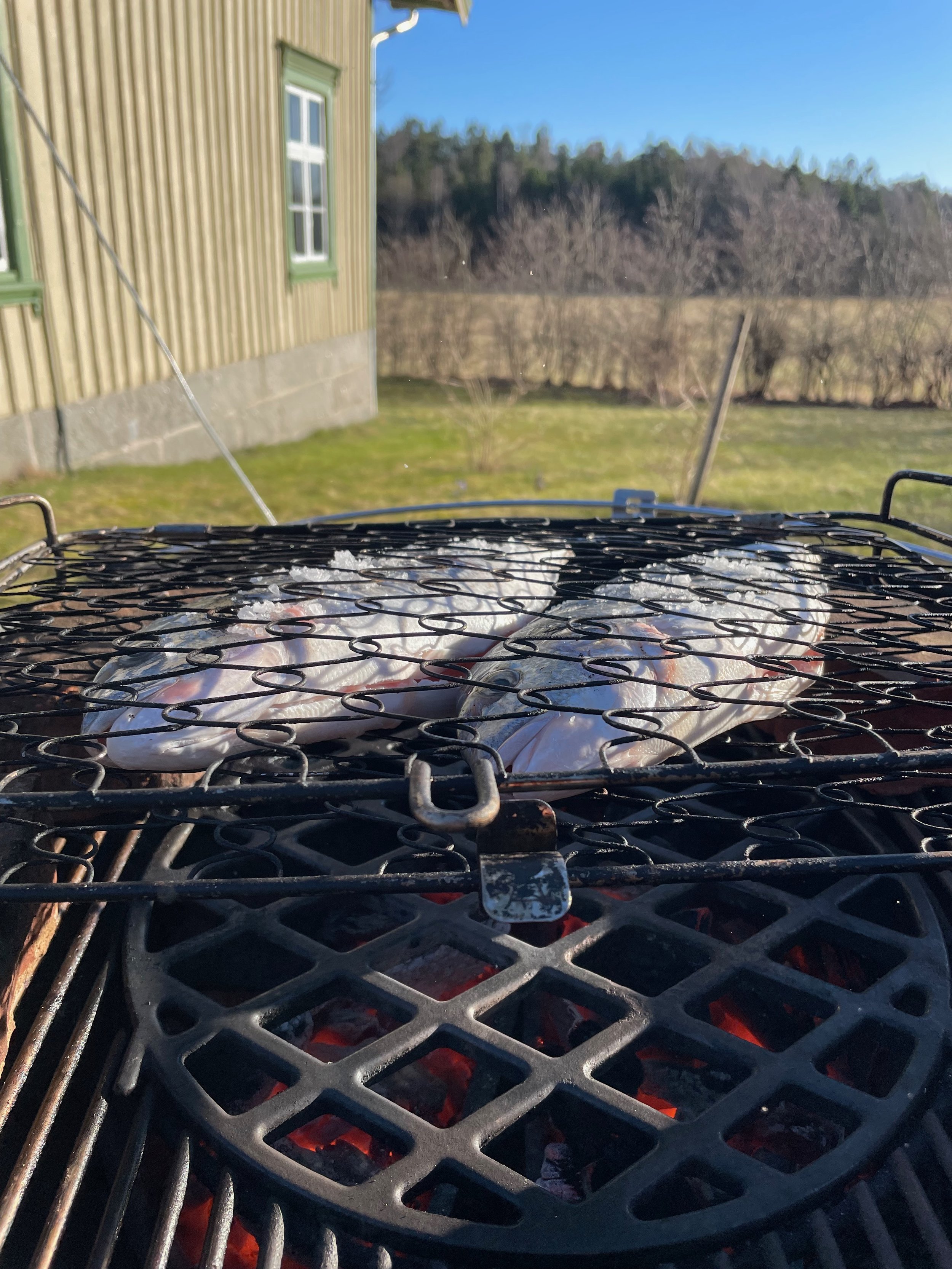 Two sea bream on the grill