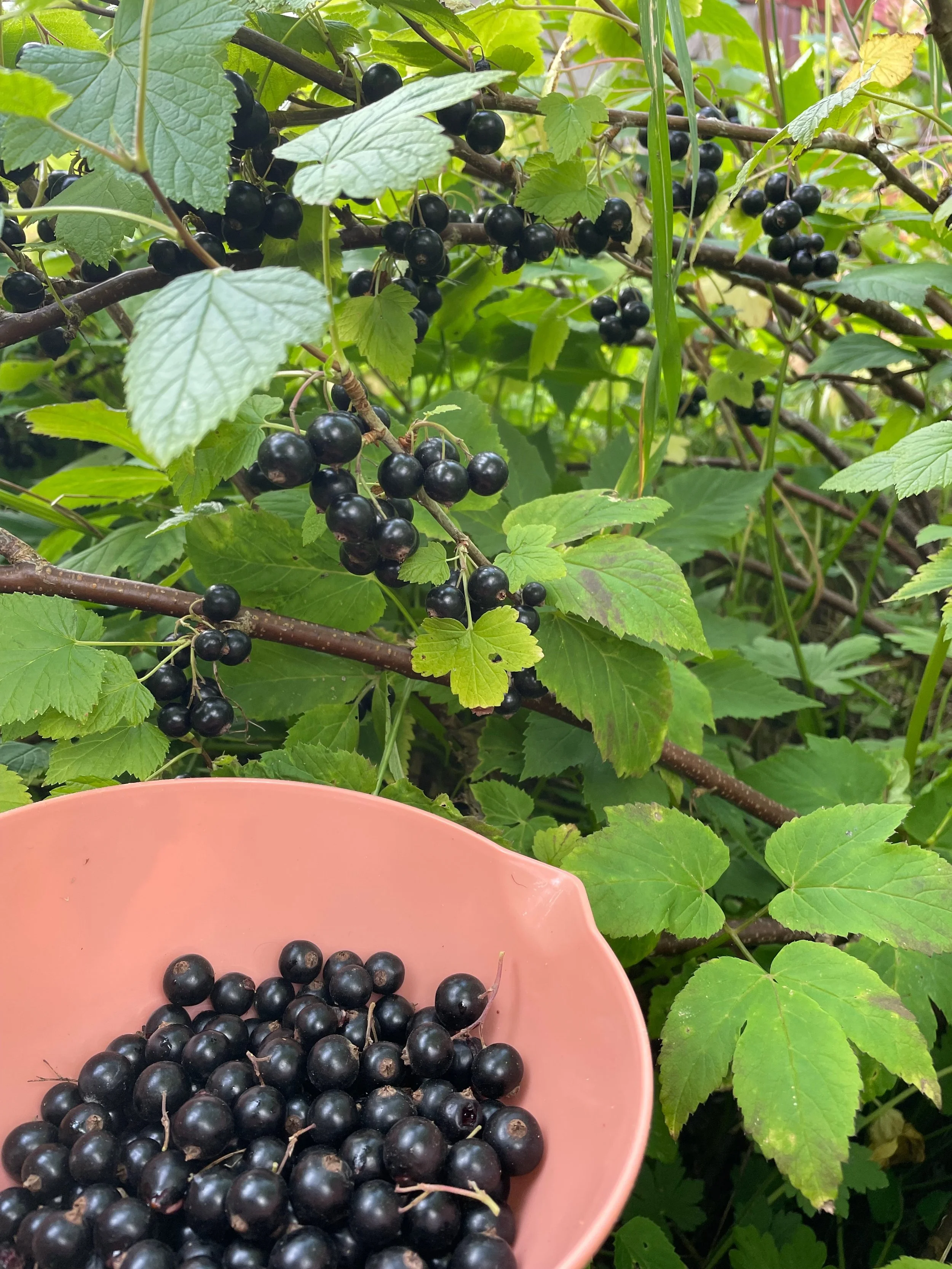 Black currant picked.jpeg