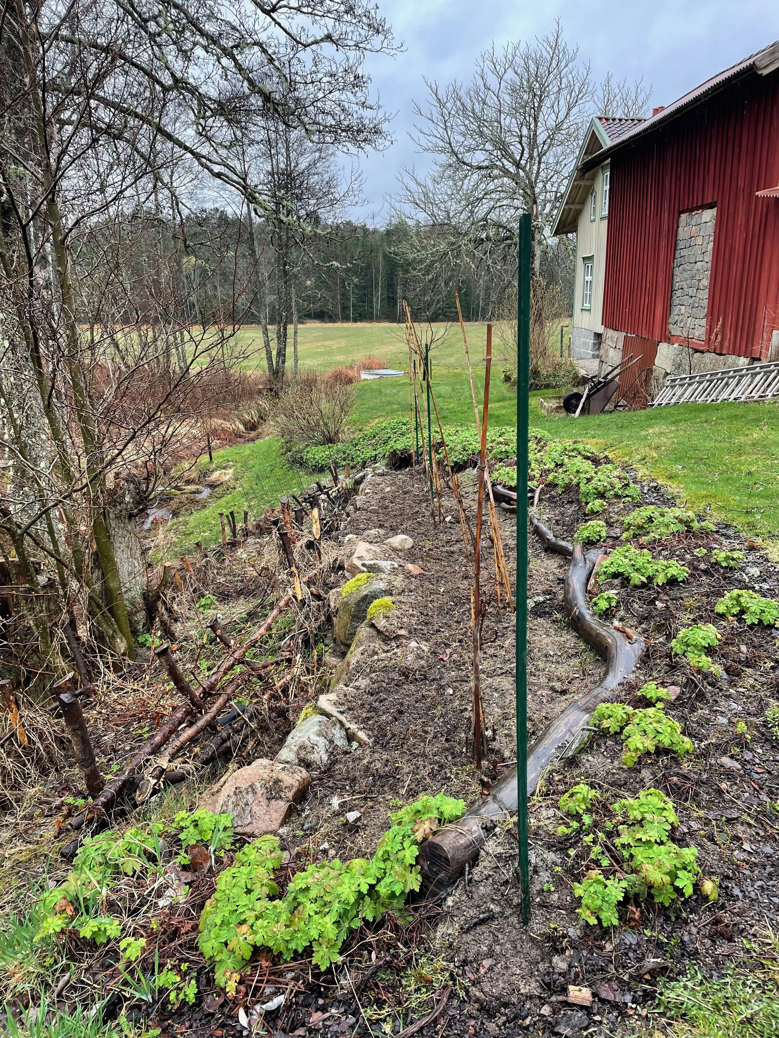 A garden with newly planted greenery and a row of bamboo stakes, next to a red and beige house with a stone foundation. Bare trees are visible, and an open field extends into the background on an overcast day.