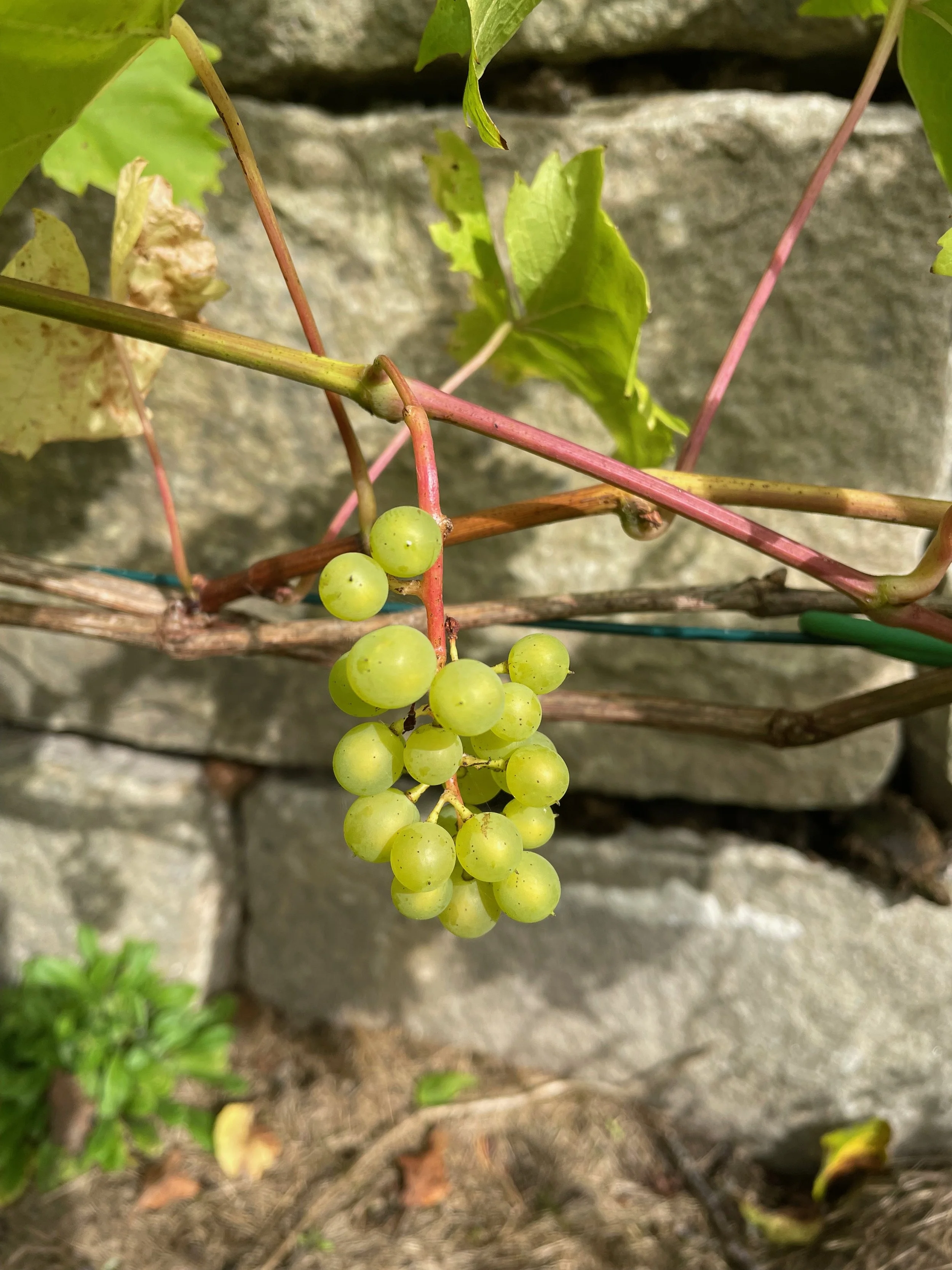 Green grapes hanging from a vine with green leaves against a stone wall.