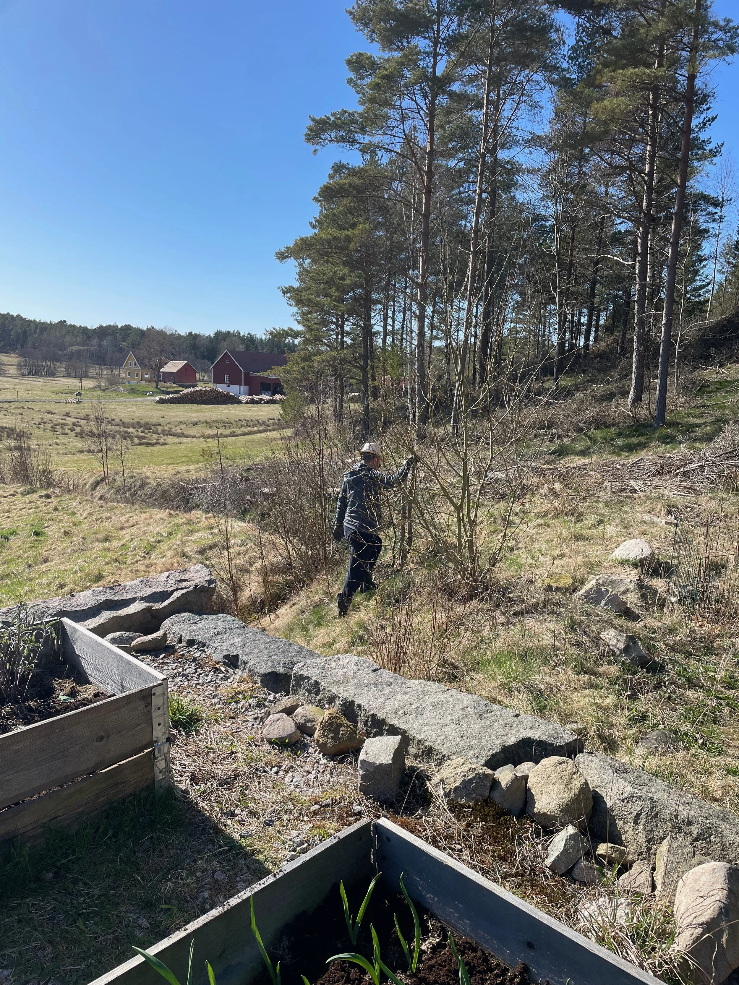 A person wearing a hat and dark clothing is working on a hillside, planting or tending to young plants in a garden bed, with trees, houses, and a clear blue sky in the background.