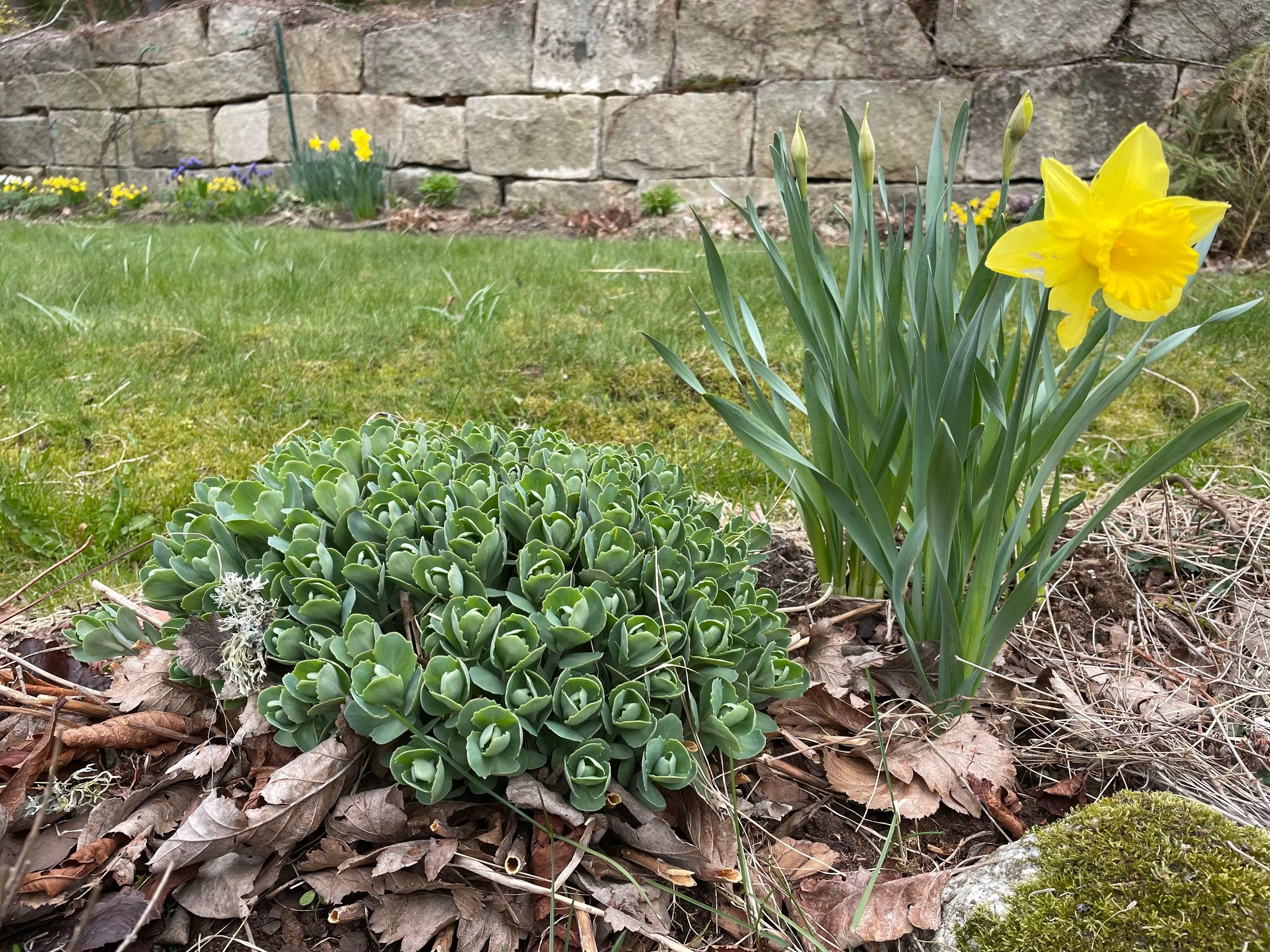Yellow daffodils and green succulent plants grow in a garden bed with brown dried leaves and moss on the ground, with a stone wall in the background.