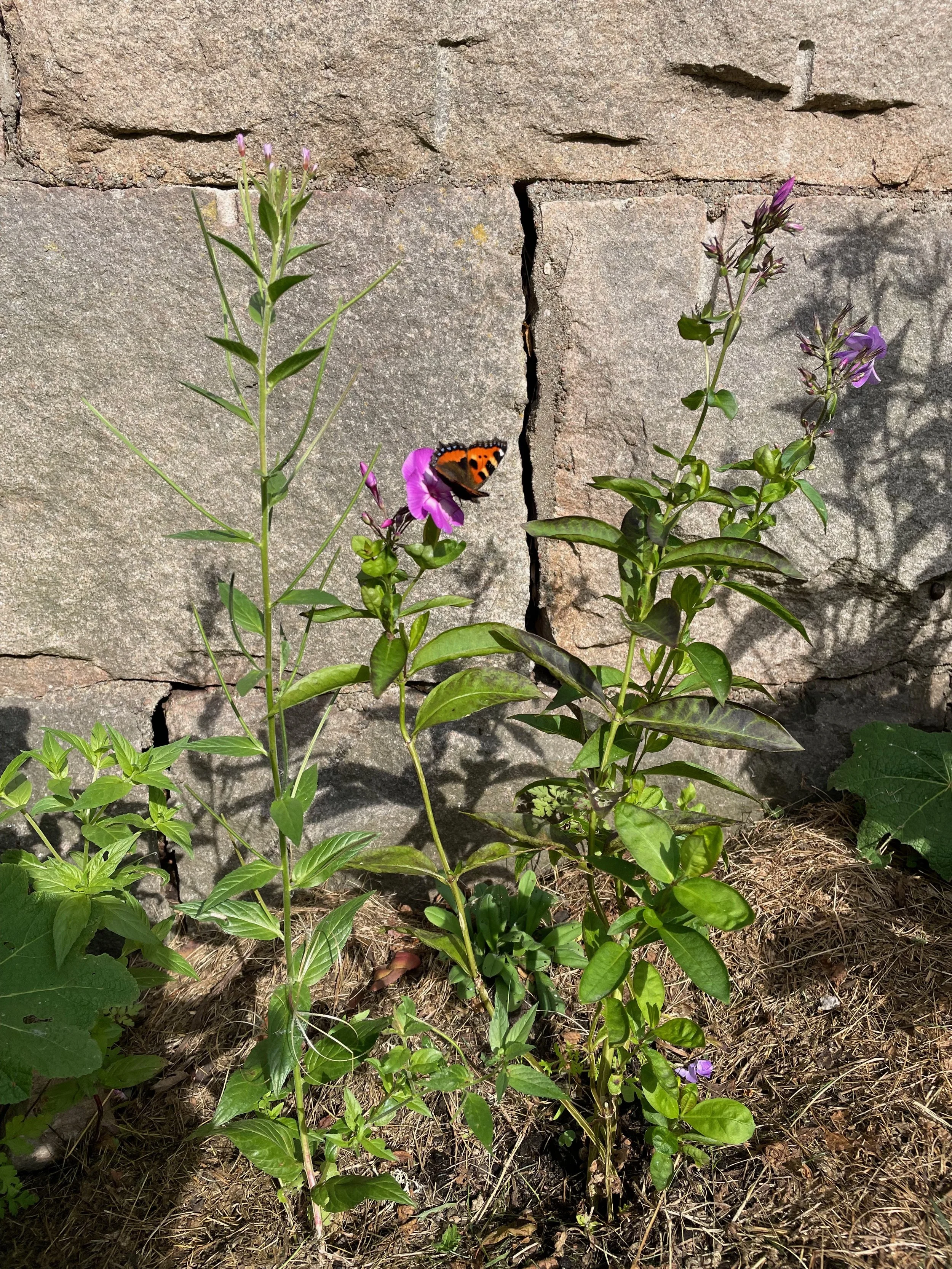 Purple and pink flowers growing in front of a cracked stone wall with some greenery and dry soil in the foreground.