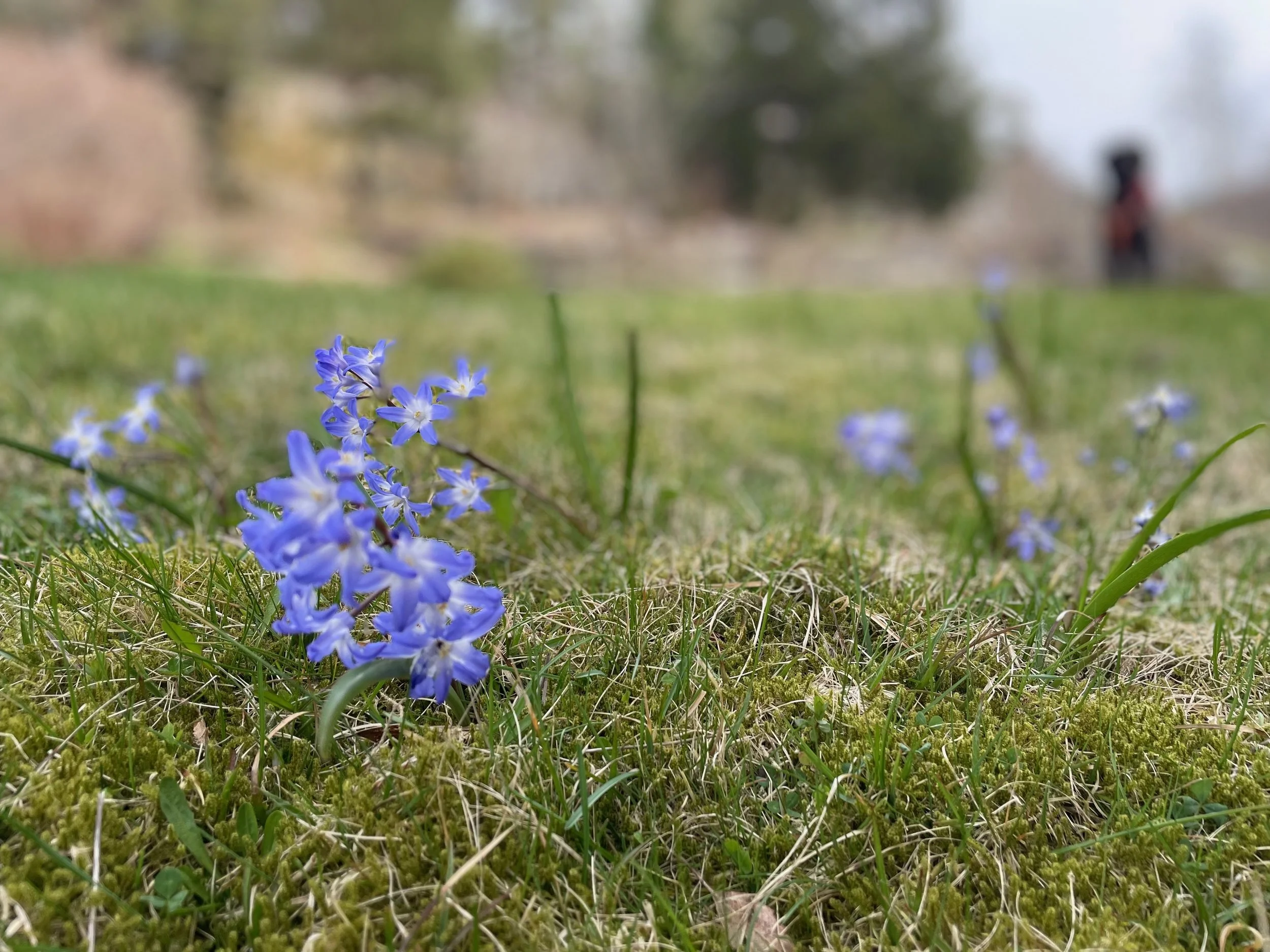 Close-up of blue scilla  flowers growing in a grassy field with blurred trees and a person in the background.
