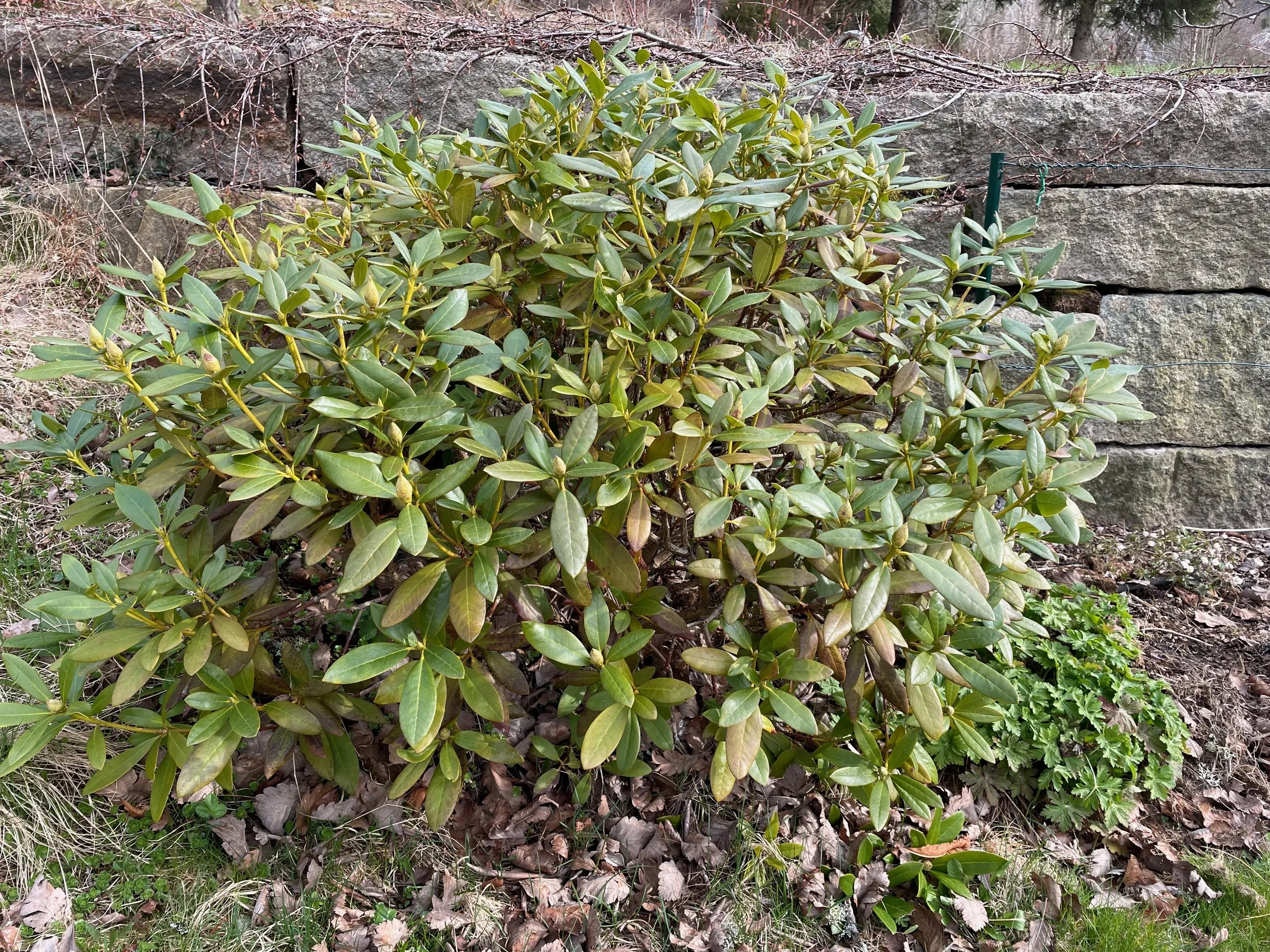 A dense green shrub with oval leaves in front of a stone wall, with dry leaves and small plants on the ground.