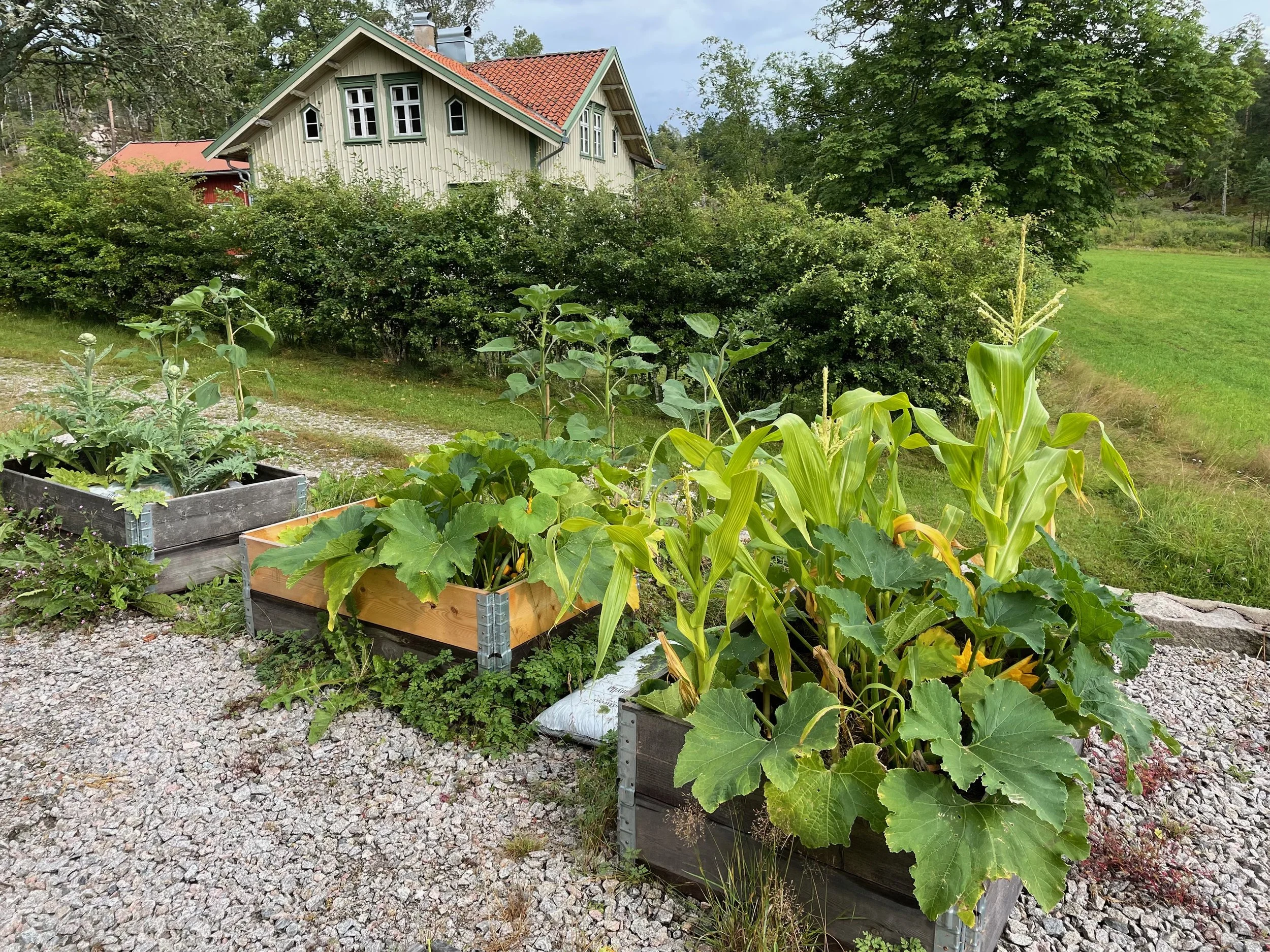 Raised garden beds with vegetables, including corn and squash, situated on a gravel surface in front of a lush green hedge and a house with beige siding and red roof tiles.