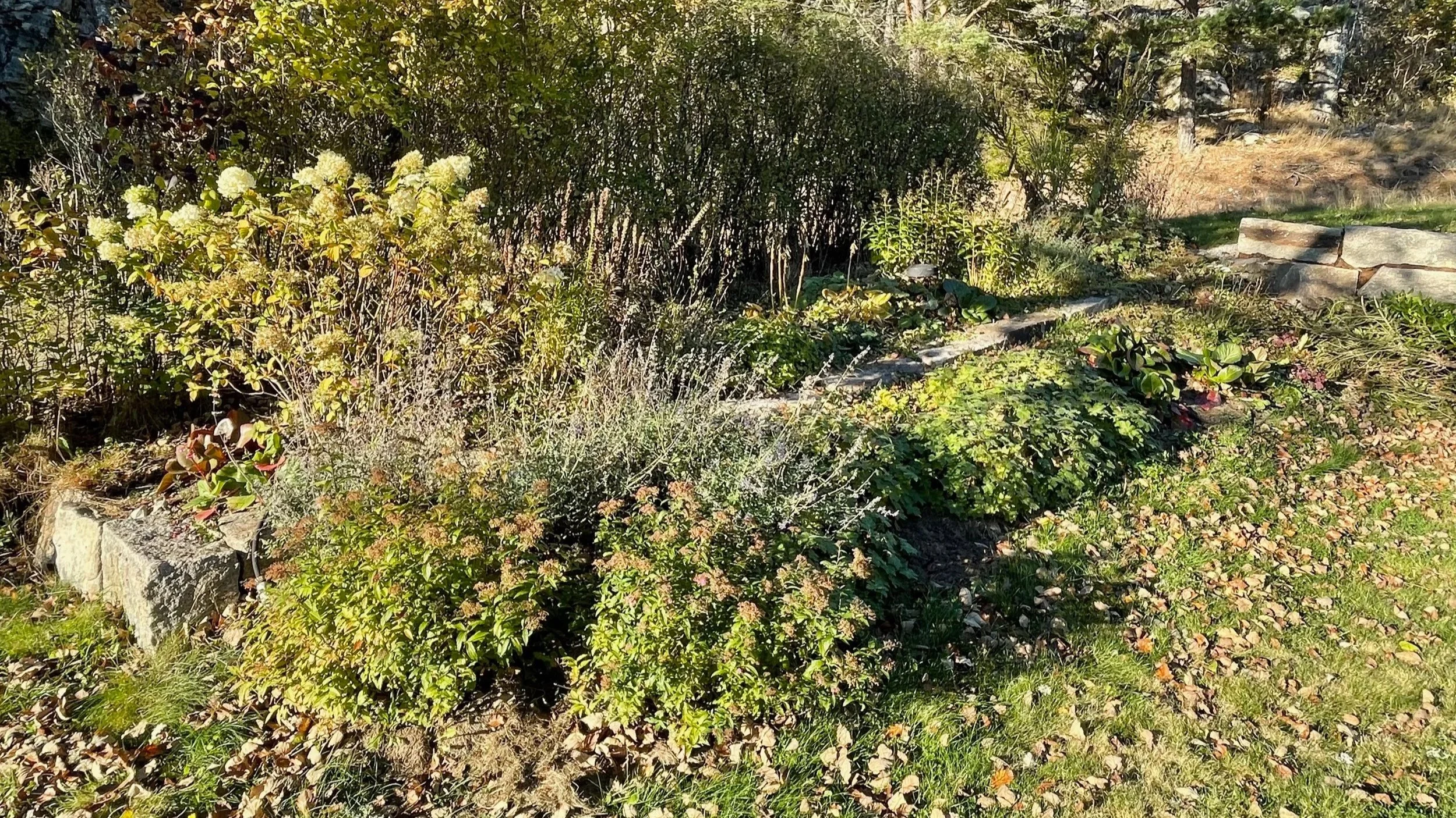 A garden with green bushes, flowering plants, and rocks, surrounded by grass and fallen autumn leaves.