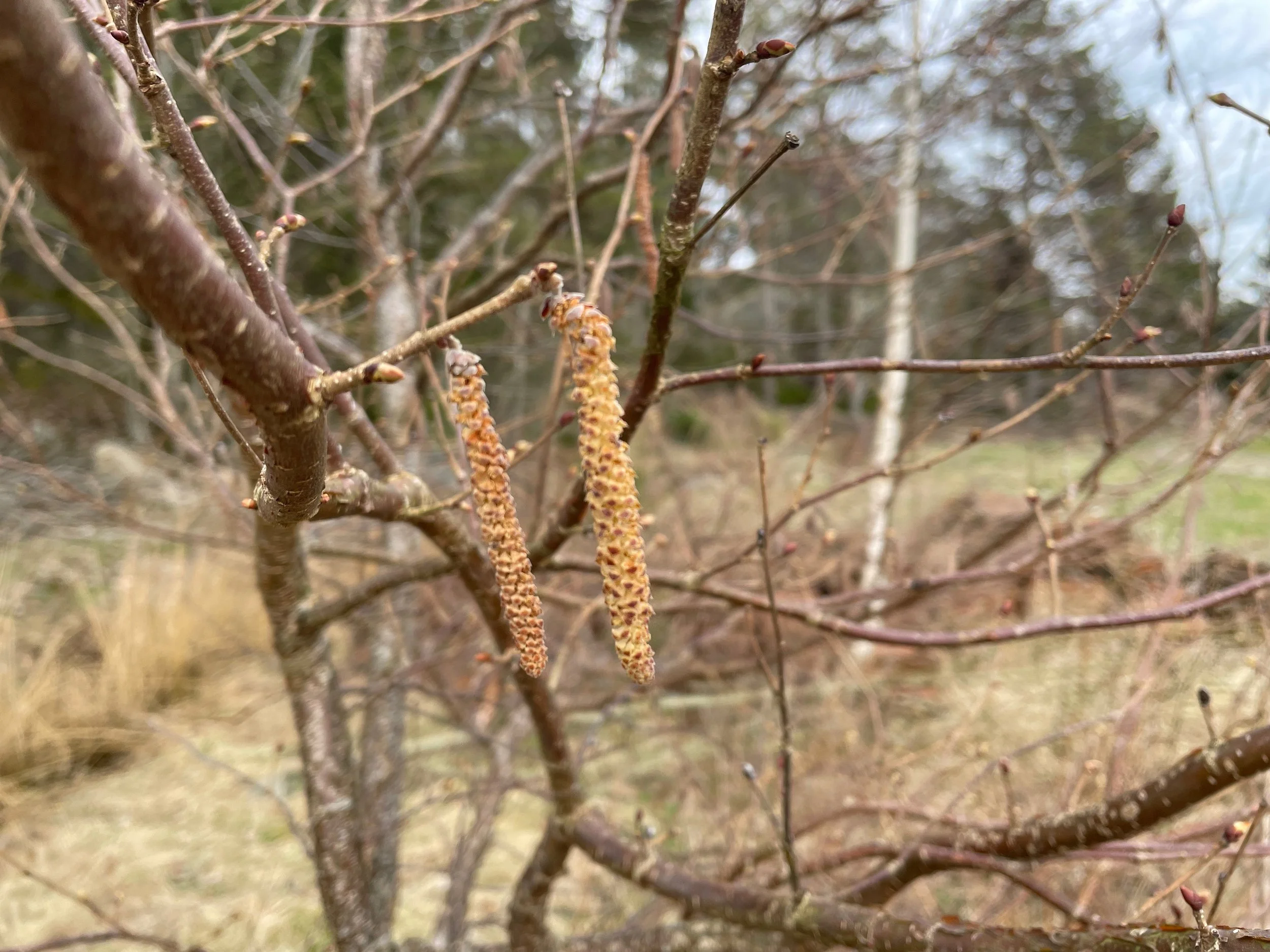 Close-up of hazelnut tree branches with budding twigs and catkins hanging from them.