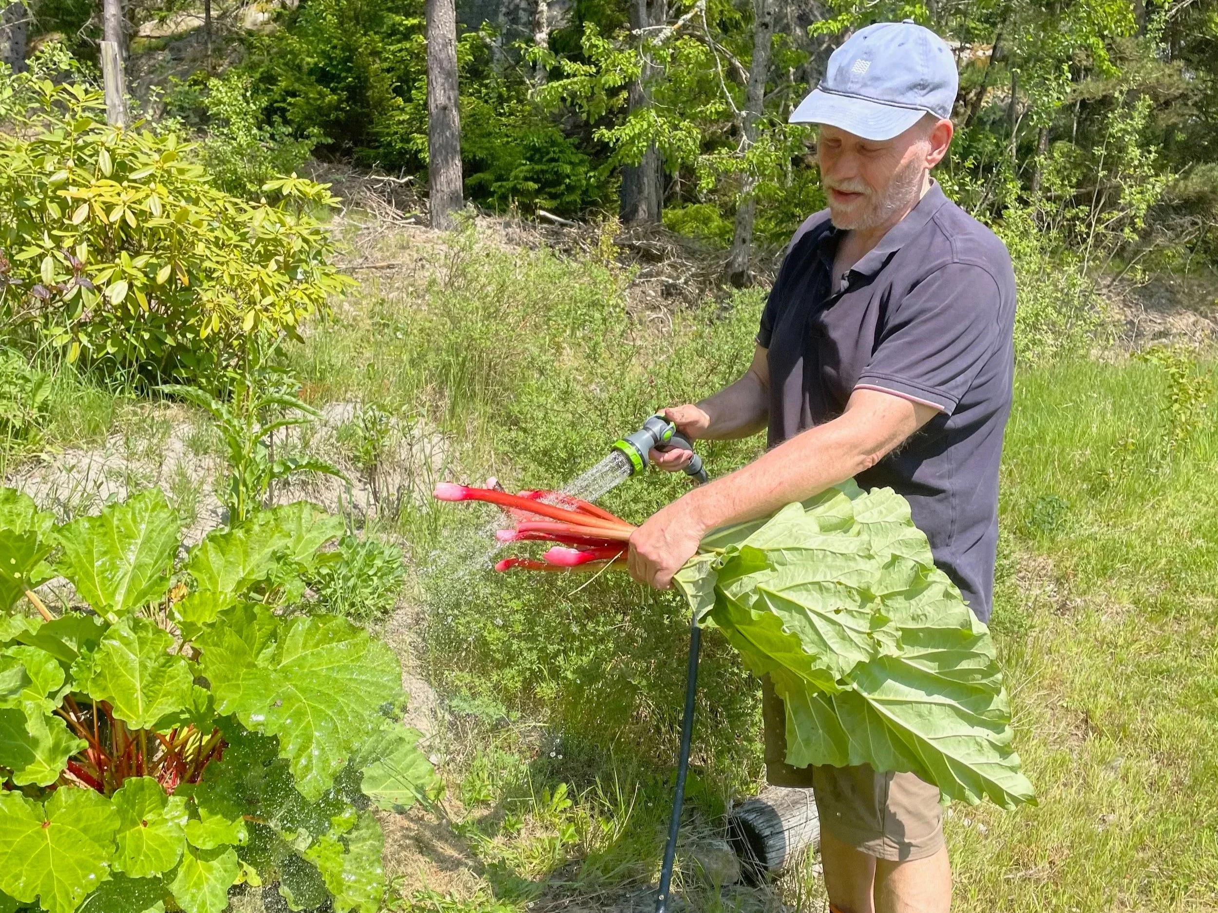 A man in a blue cap and dark shirt holding a garden hose and watering large leafy rhubarb outdoors in a sunny, green forested area.