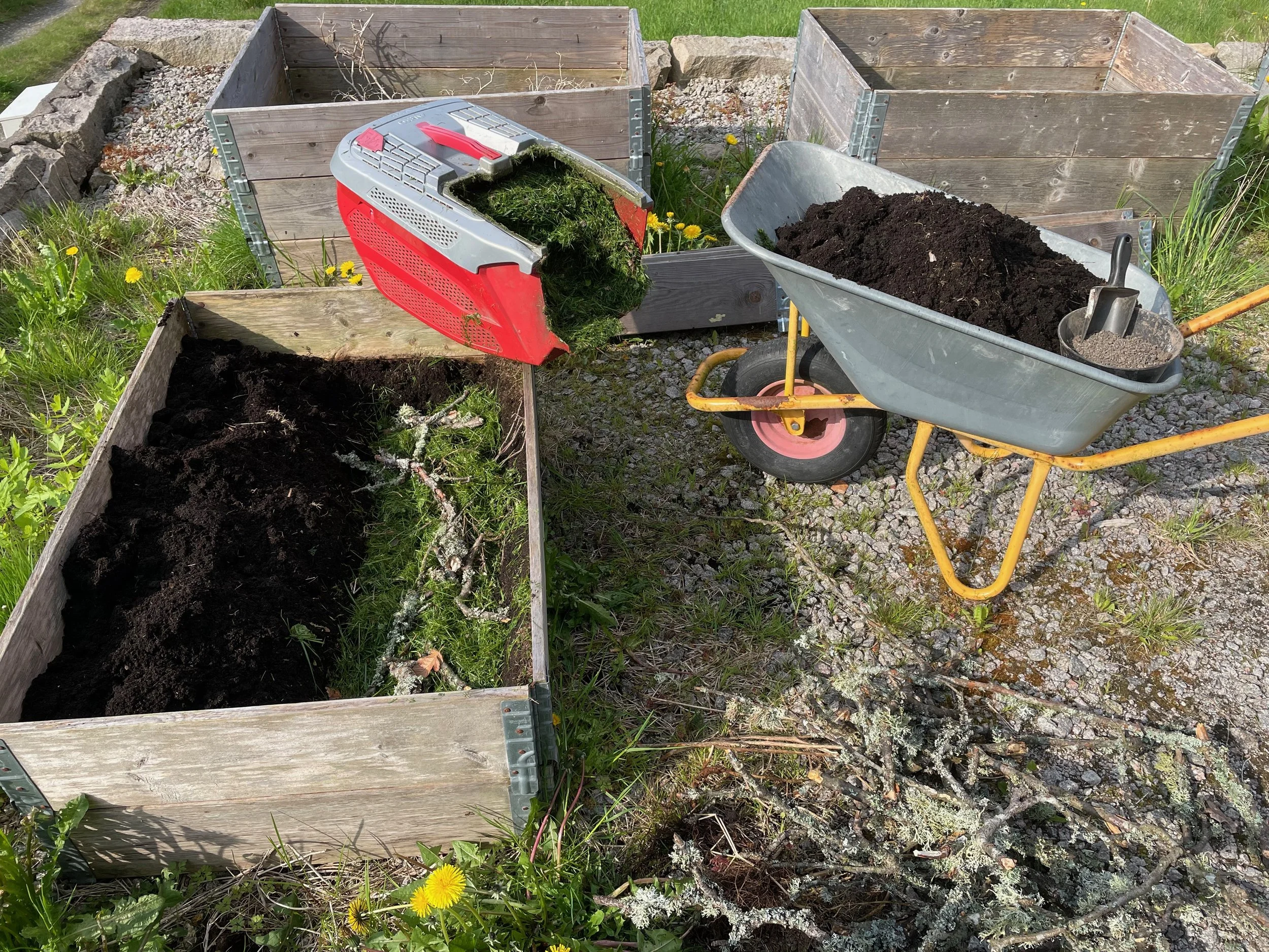 A garden scene with wooden planting boxes, a wheelbarrow filled with dark soil, a small shovel, and a garden hose, surrounded by green grass and yellow dandelions.