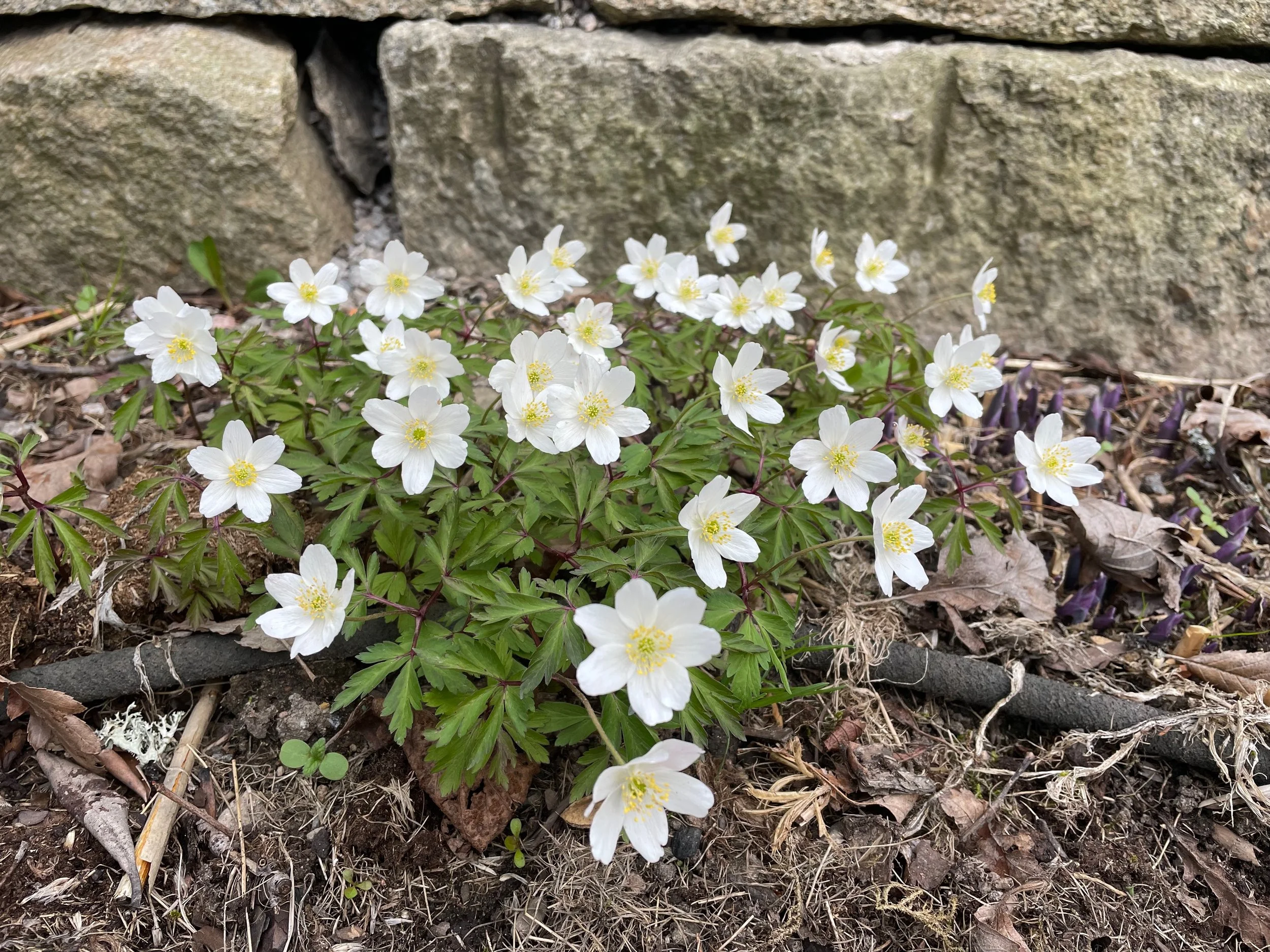 Cluster of white wildflowers with yellow centers growing among grass and dried leaves in front of large rocks.
