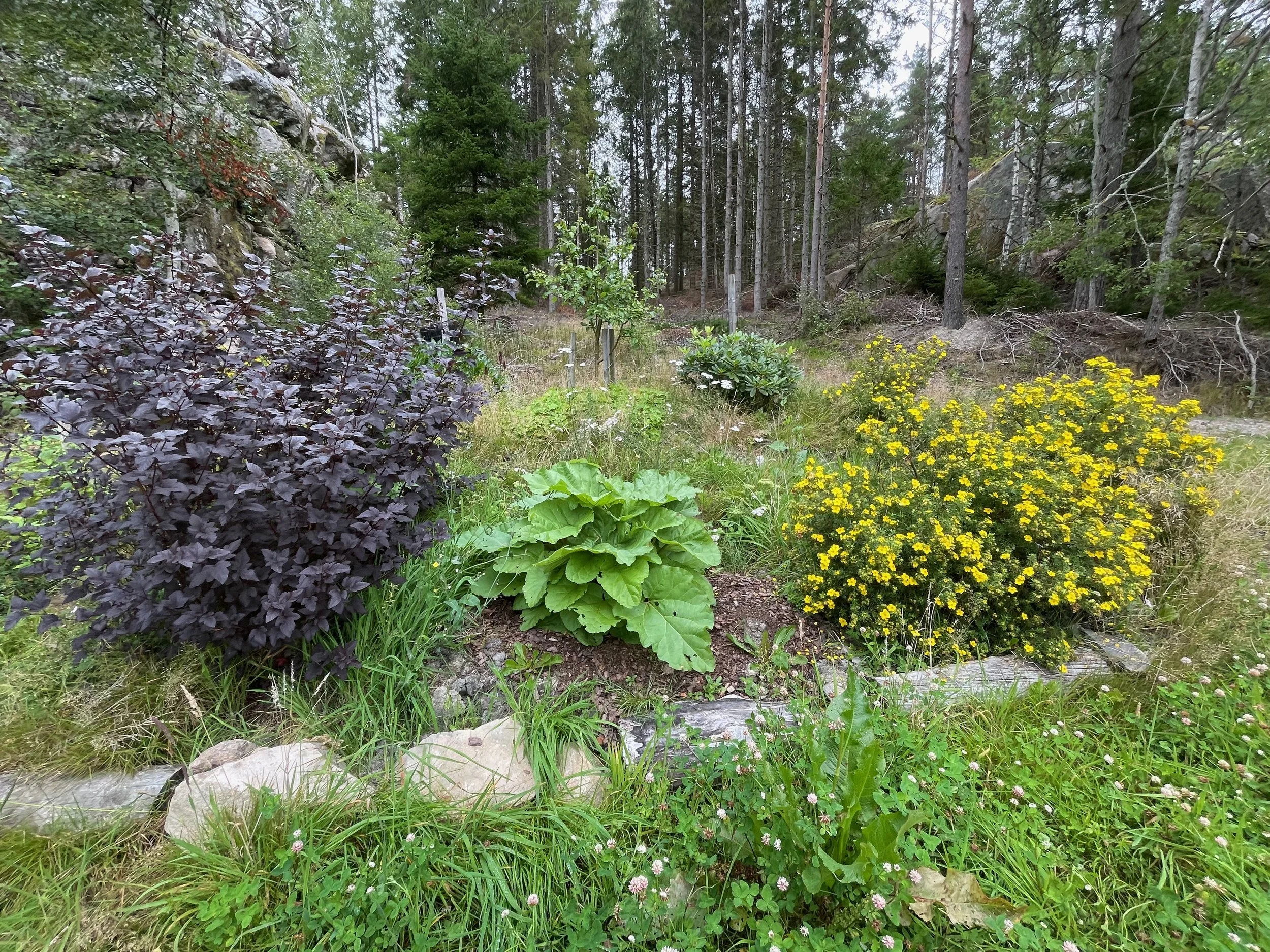 A natural garden with various green and purple plants, yellow flowers, and a forest background.