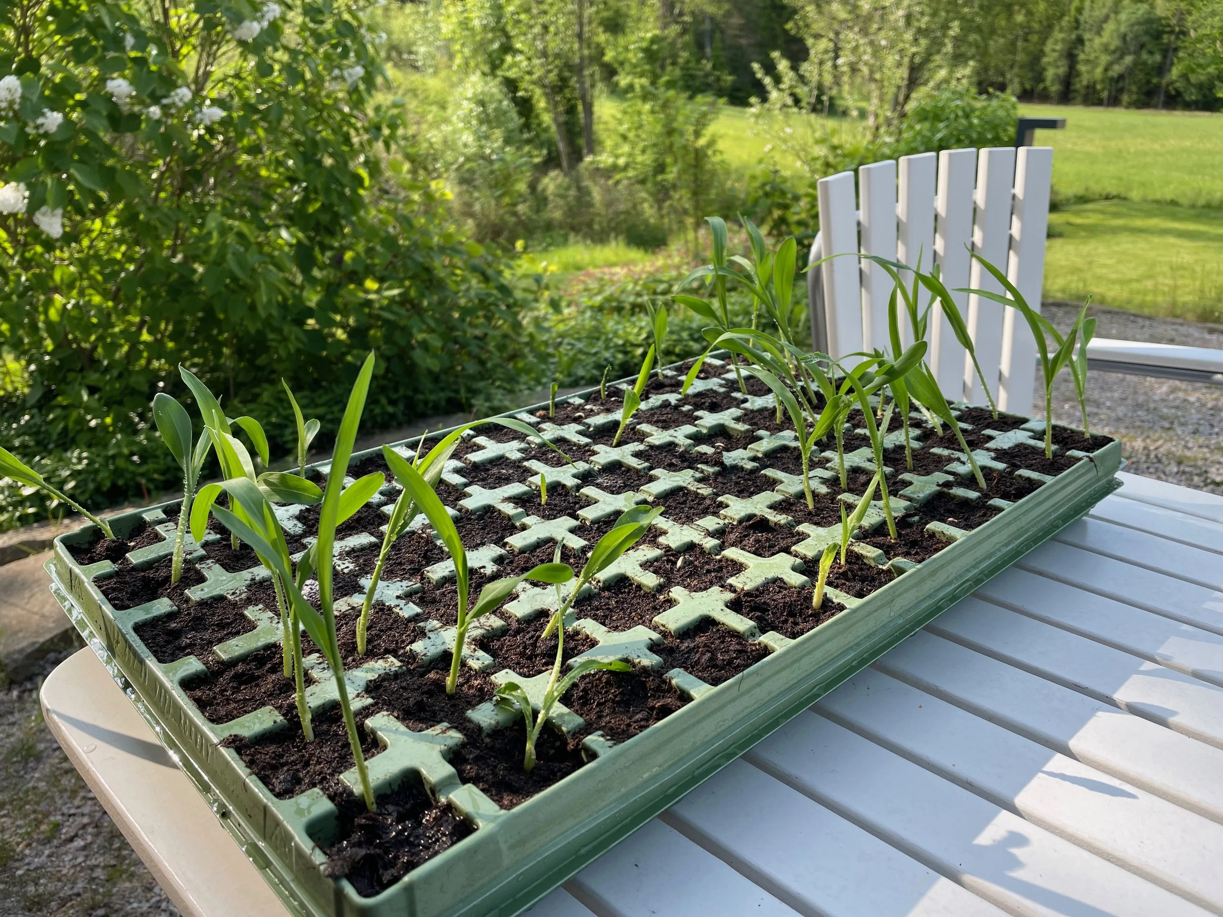 Green seedling trays with young plants on outdoor table, white fence and green trees in background.