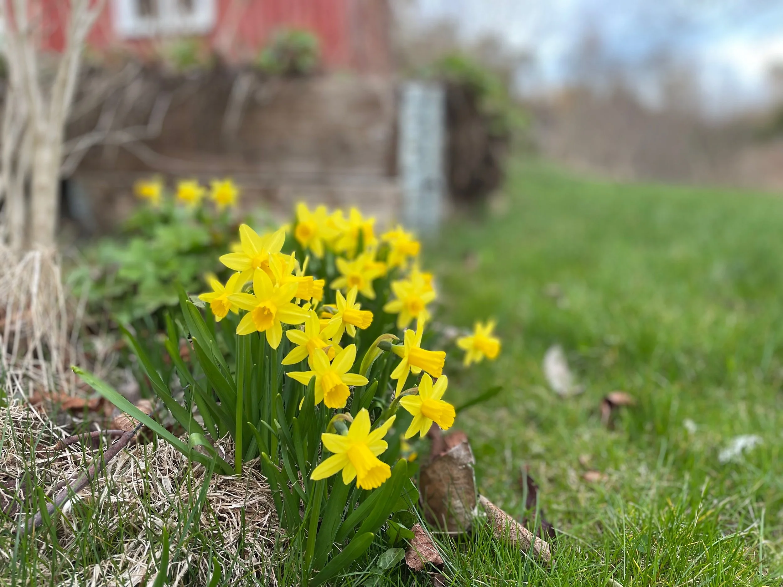 A close-up of yellow daffodil flowers growing in a garden bed with grass nearby and a blurred background.