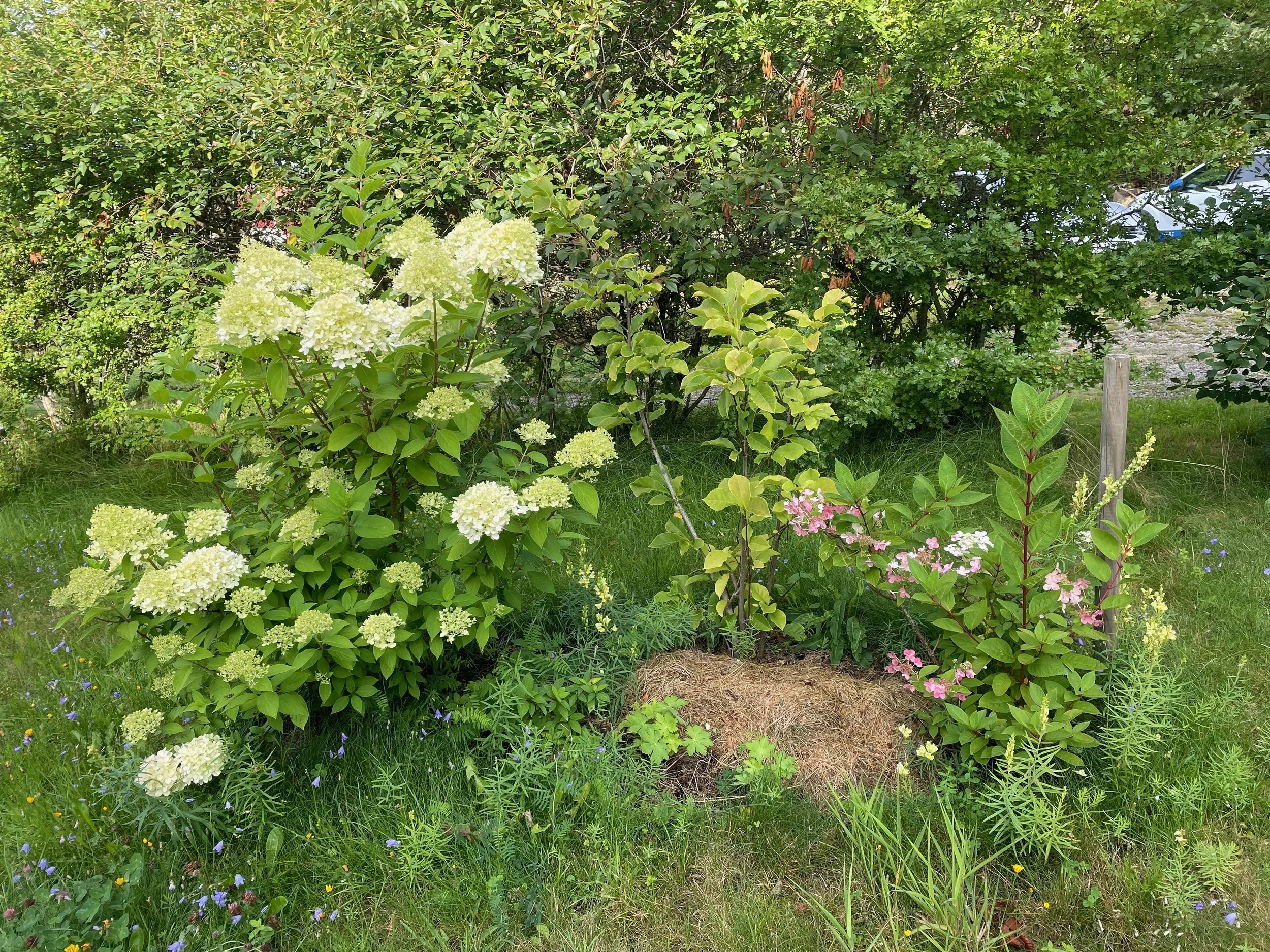 Garden scene with green shrubs and flowering plants, including white and pink blossoms, and grass on the ground.