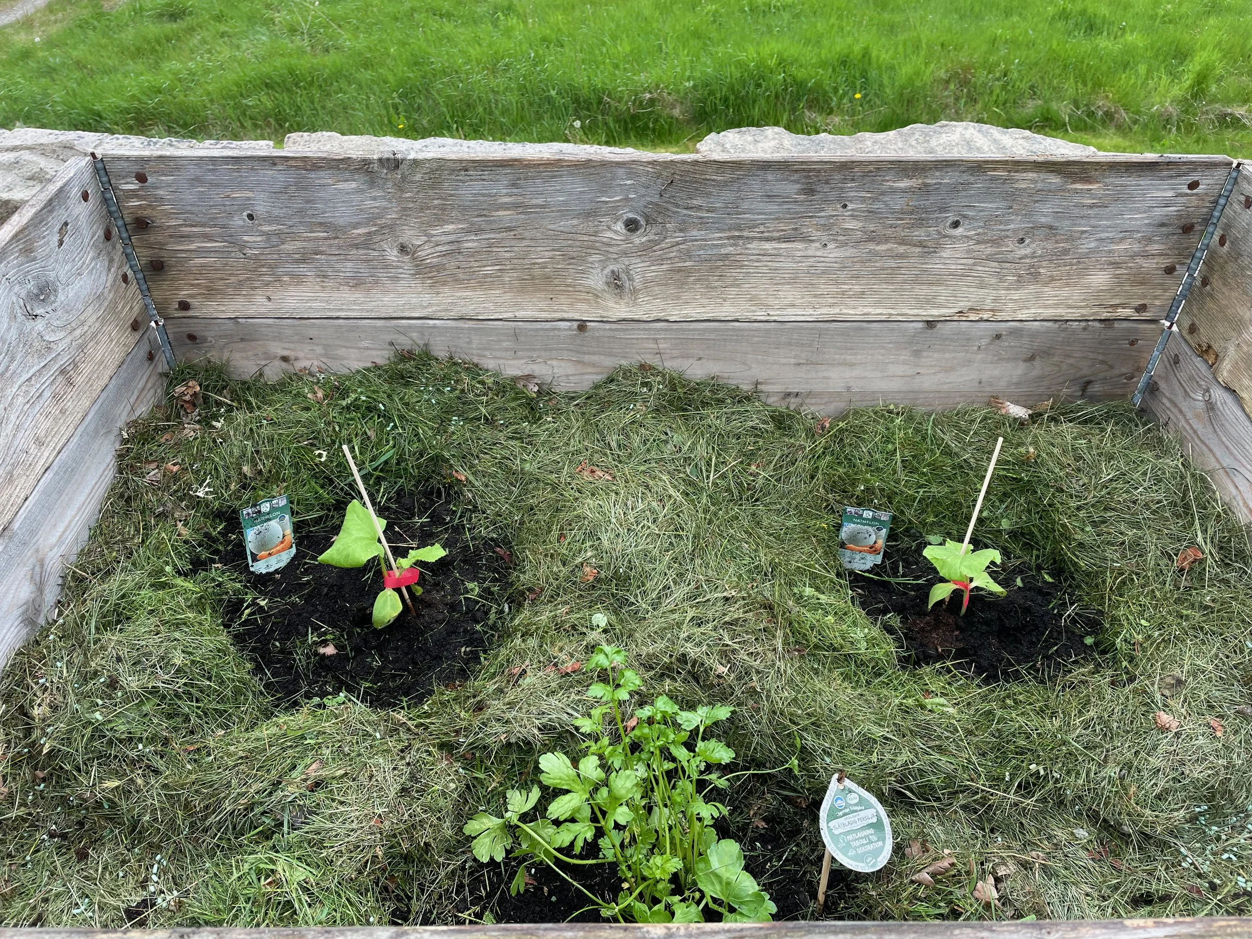 A small garden bed with young plants and plant tags melon and persille, surrounded by grass and a wooden border.