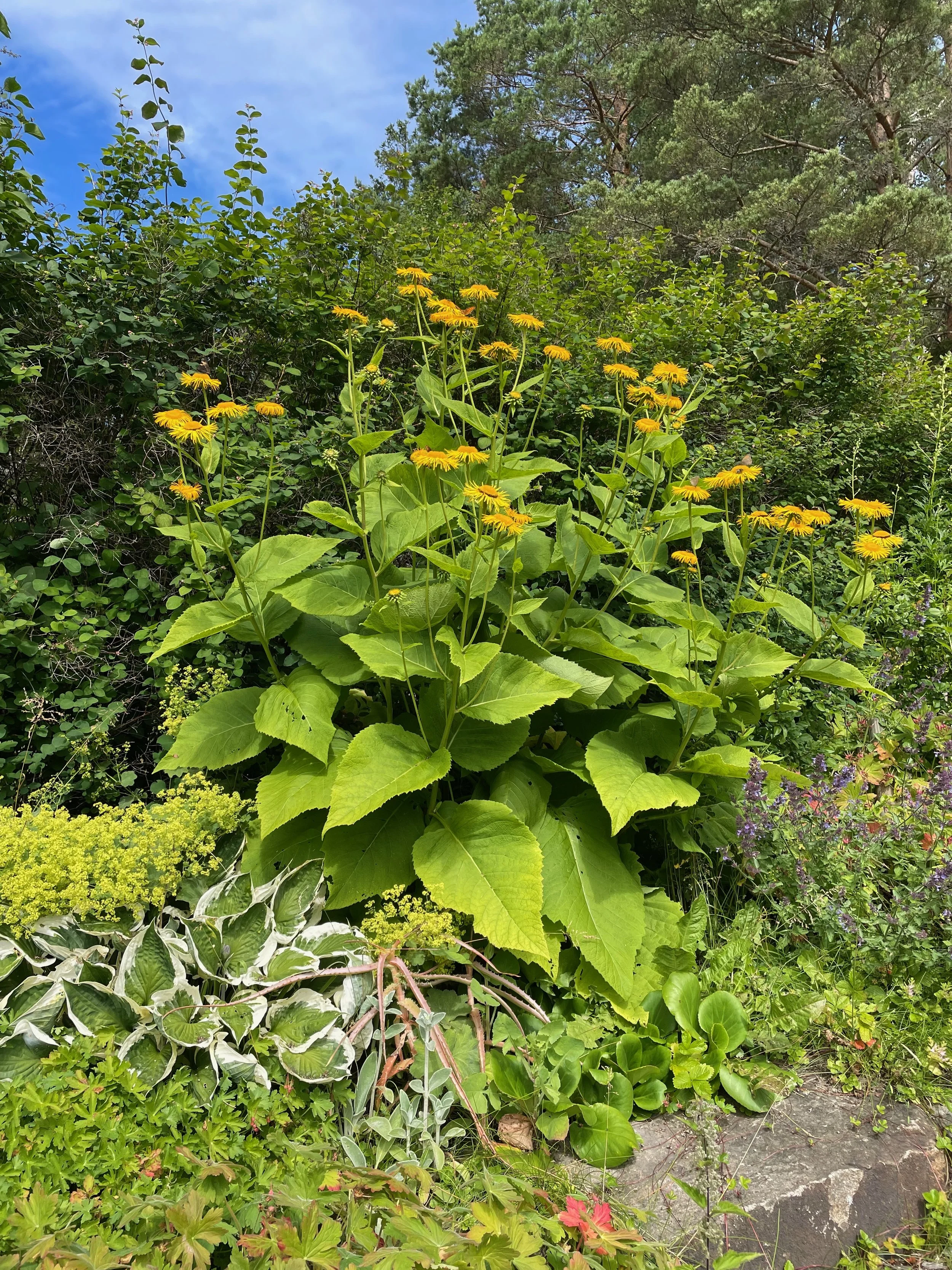 A variety of green plants and flowers in a garden, including yellow daisies, leafy bushes, and other foliage with a blue sky in the background.