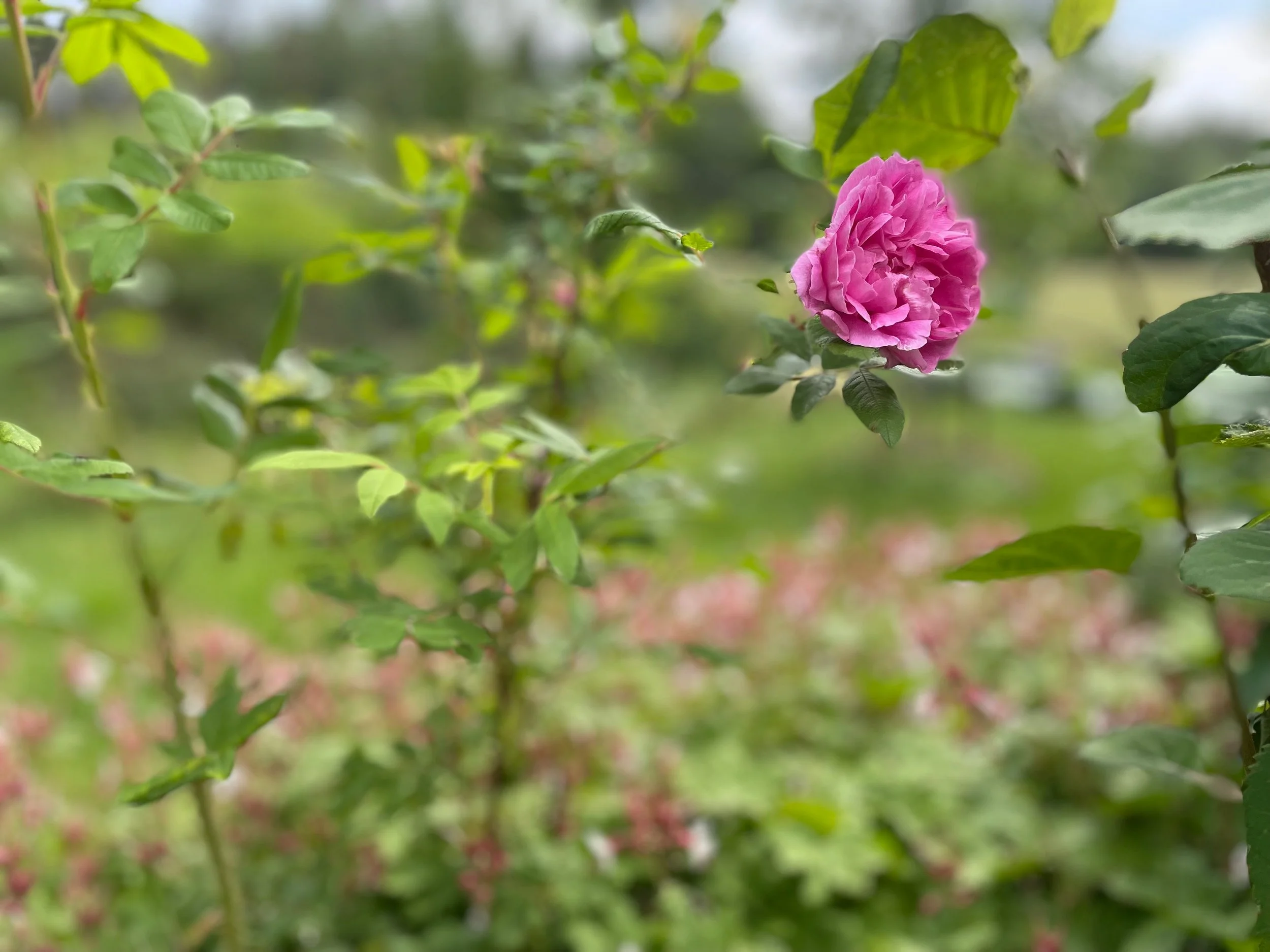A pink rose in bloom on a green bush, with other blurred plants and pink flowers in the background.