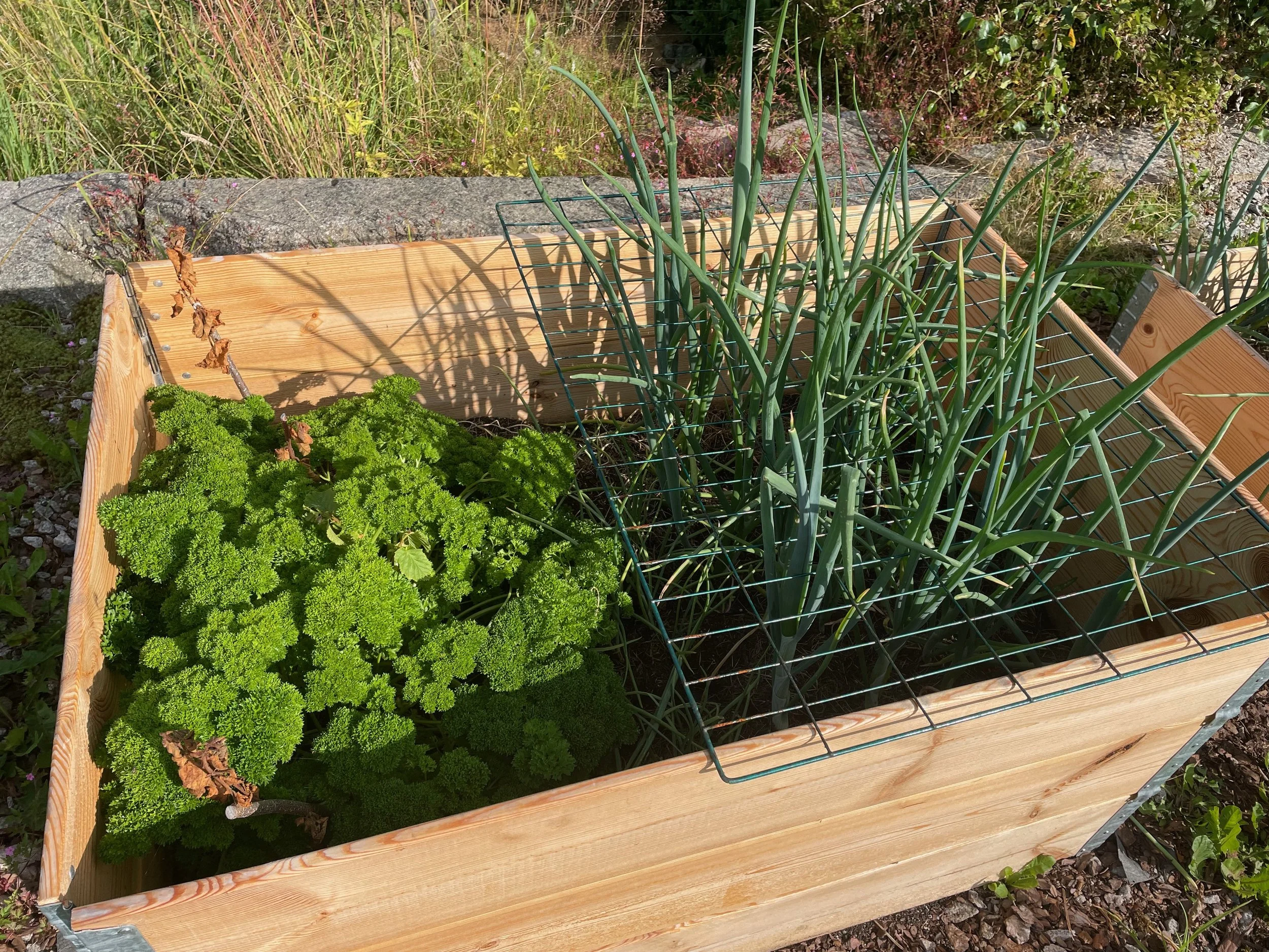 Onion and Curl Parsley.jpeg