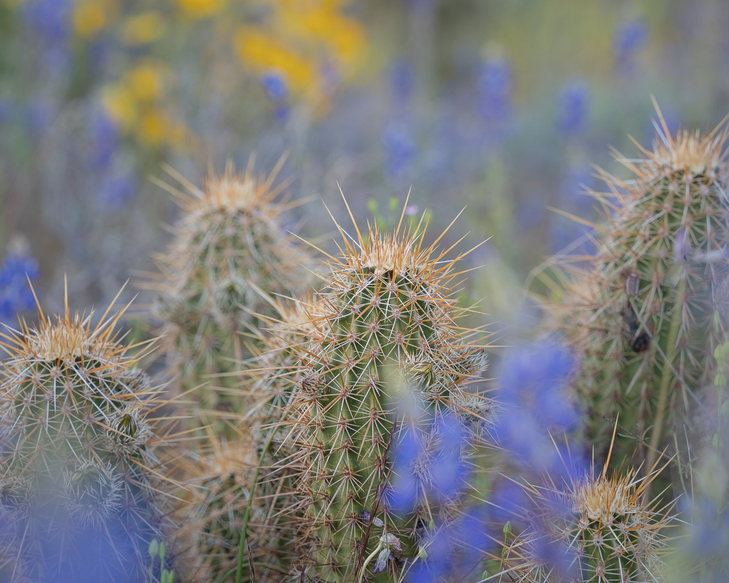Spring Portrait of Engelmanns Hedgehog Cactus-2.jpg