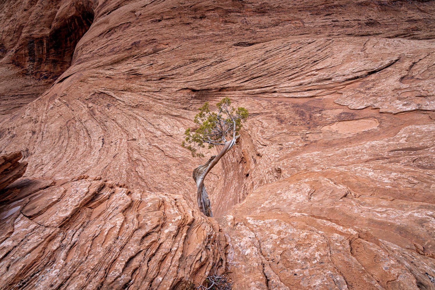 Sandstone Vortex Surrounding Twisted Juniper Tree-3.jpg