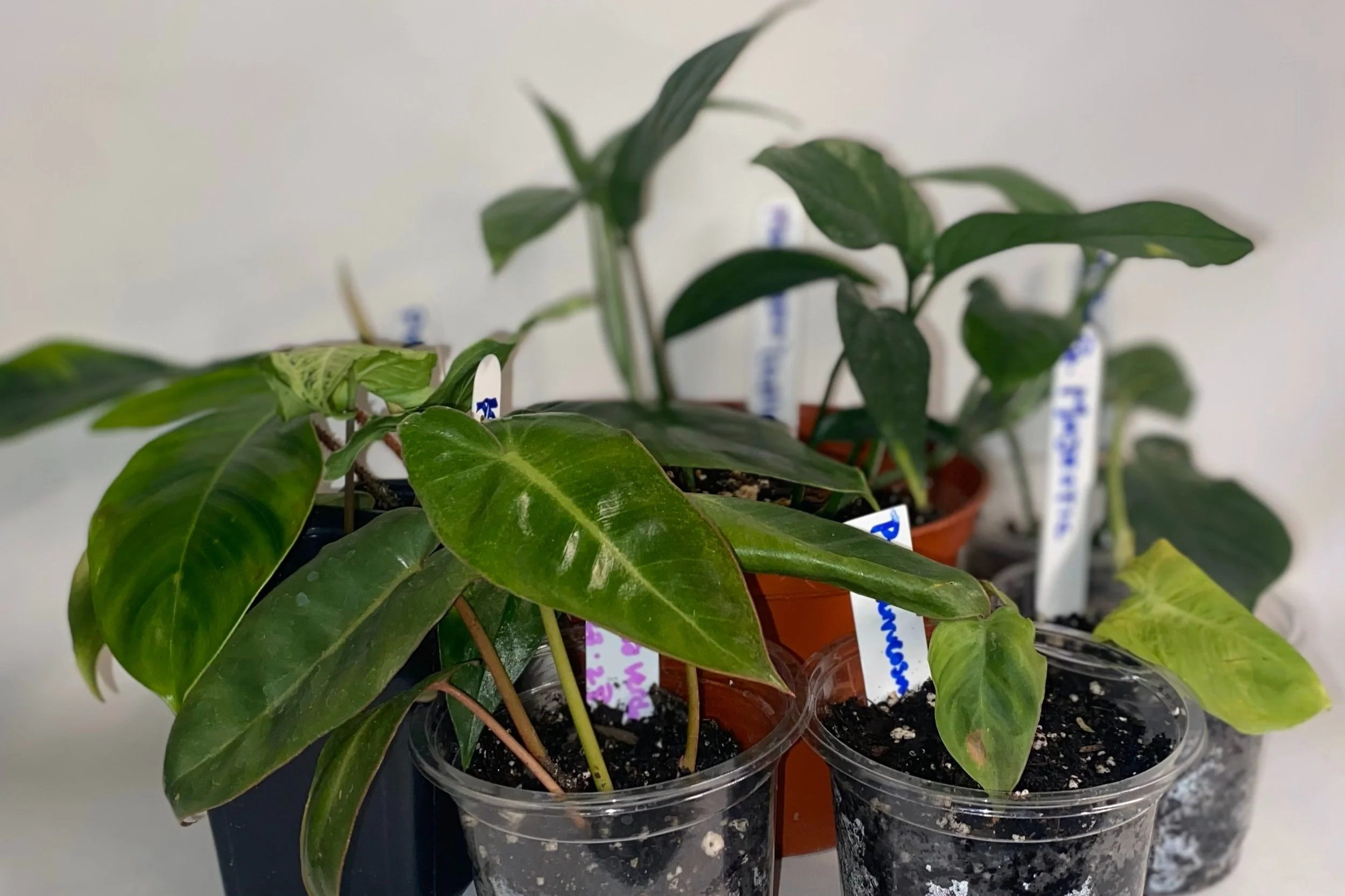 How To Care For Your Plant