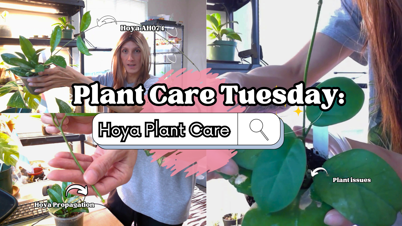 Plant Care Tuesday: Hoya Plant Care