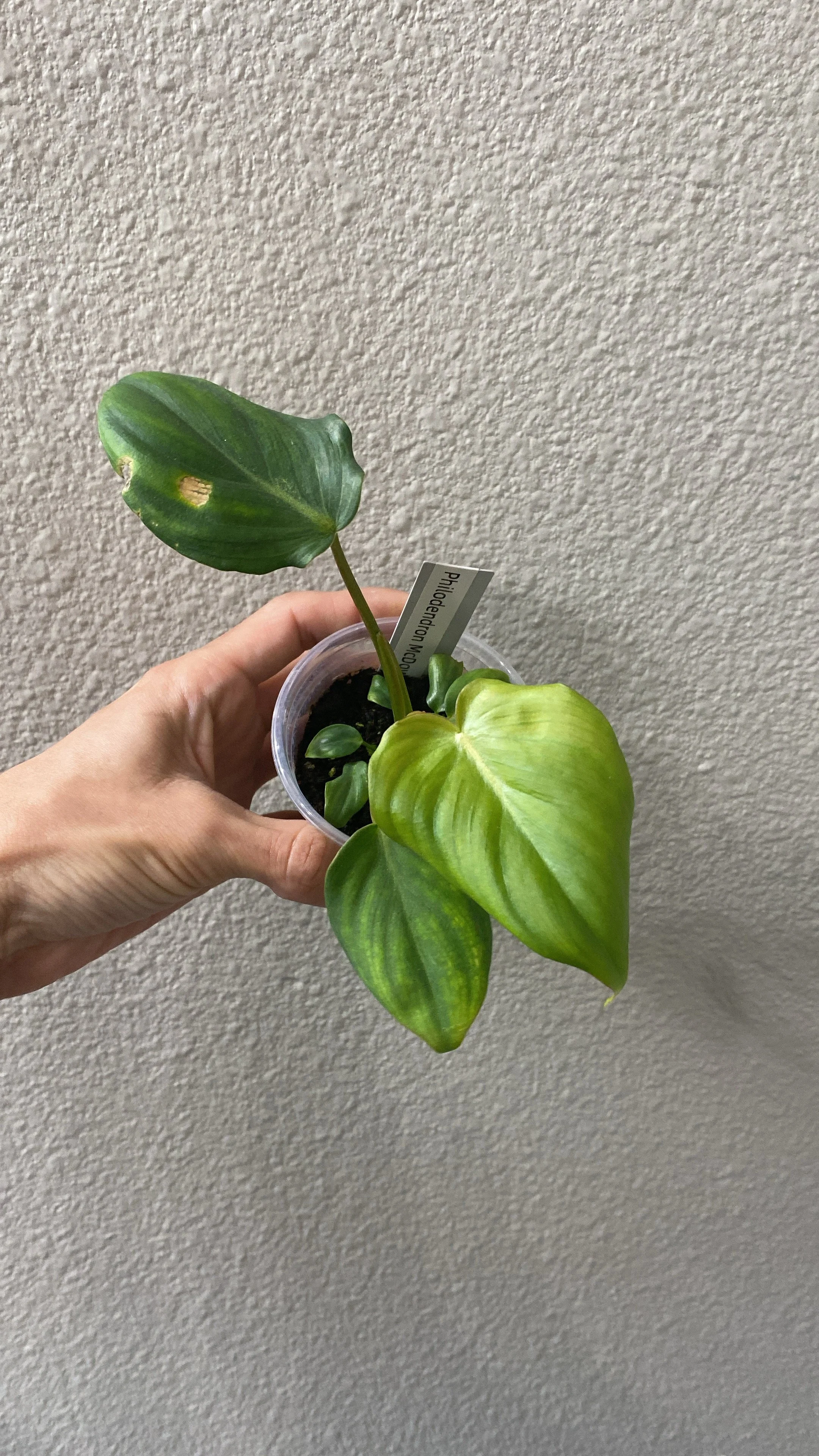 Plant Care Tuesday: Aroid Pest Control