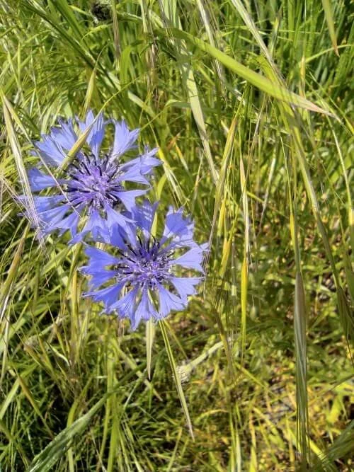 Zwei Kornblumen als Symbol für achtsame Einzelbegleitung