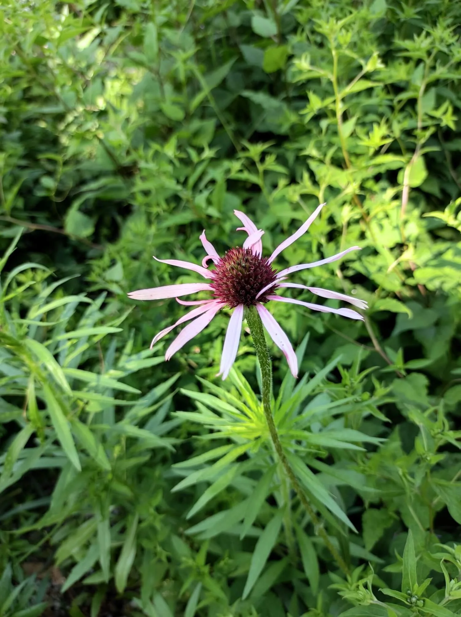 Zarte rosa Blüte als Symbol für persönliche Entwicklung im Workshop für Hochsensibilität