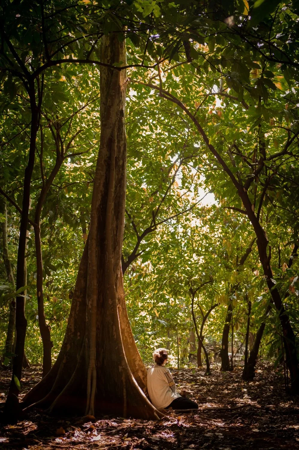 Cacao-Guardian-zeremonieller-Kakao-Verkauf-Berlin-Coaching-Hochsensibel-Ganzheitlich-Spirit-ThetaHealing-Cacao-Farm1.JPG