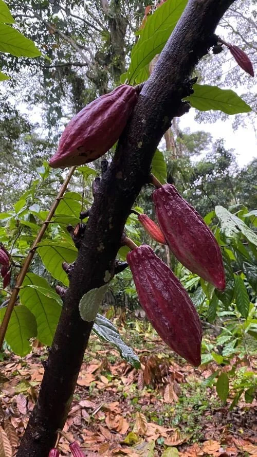 Rote Kakao-Früchte am Baum in Guatemala für zeremoniellen Kakao